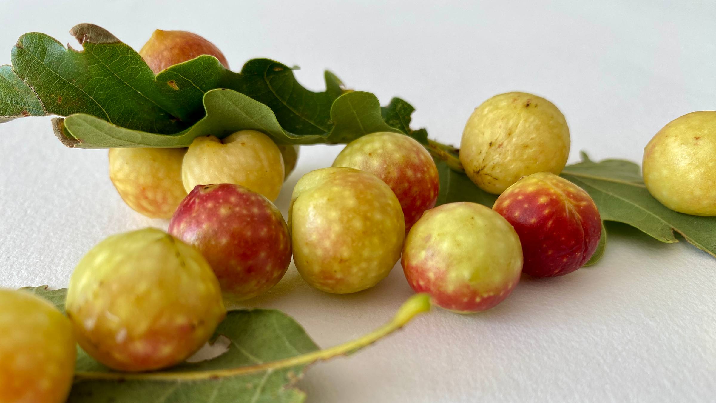 red and yellow Oak Apple galls on a white background.