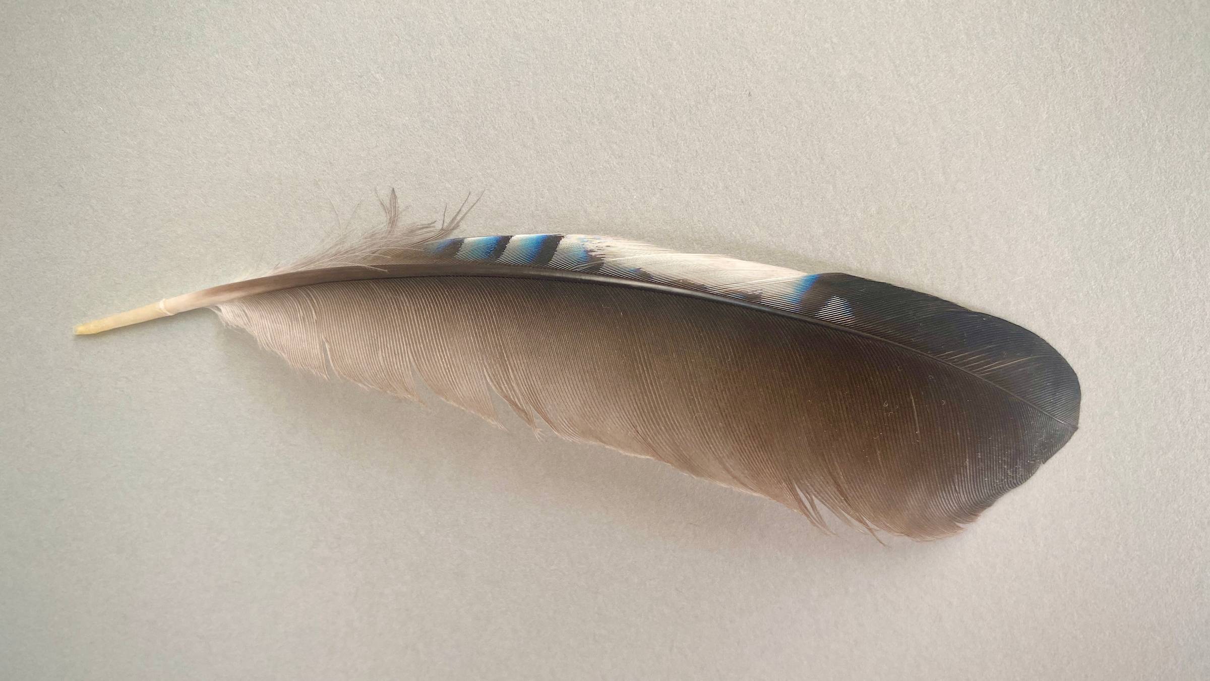 A brown and blue feather from a Jay on a pale grey background.
