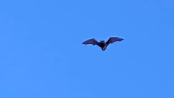 vivid blue sky with silhouetted pipistrelle bat in flight.