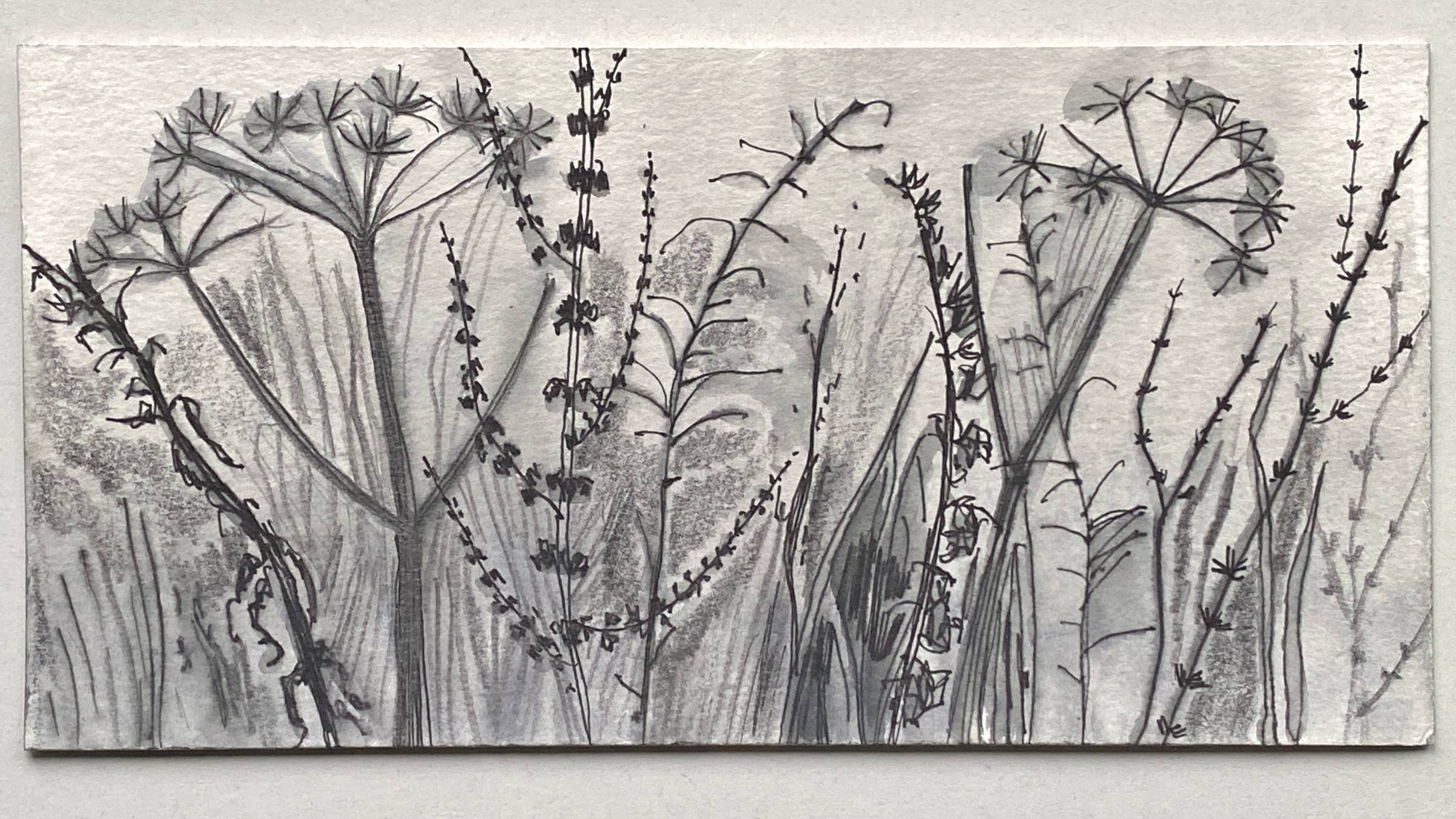 Winter seed heads and skeleton plants in graphite on white paper.