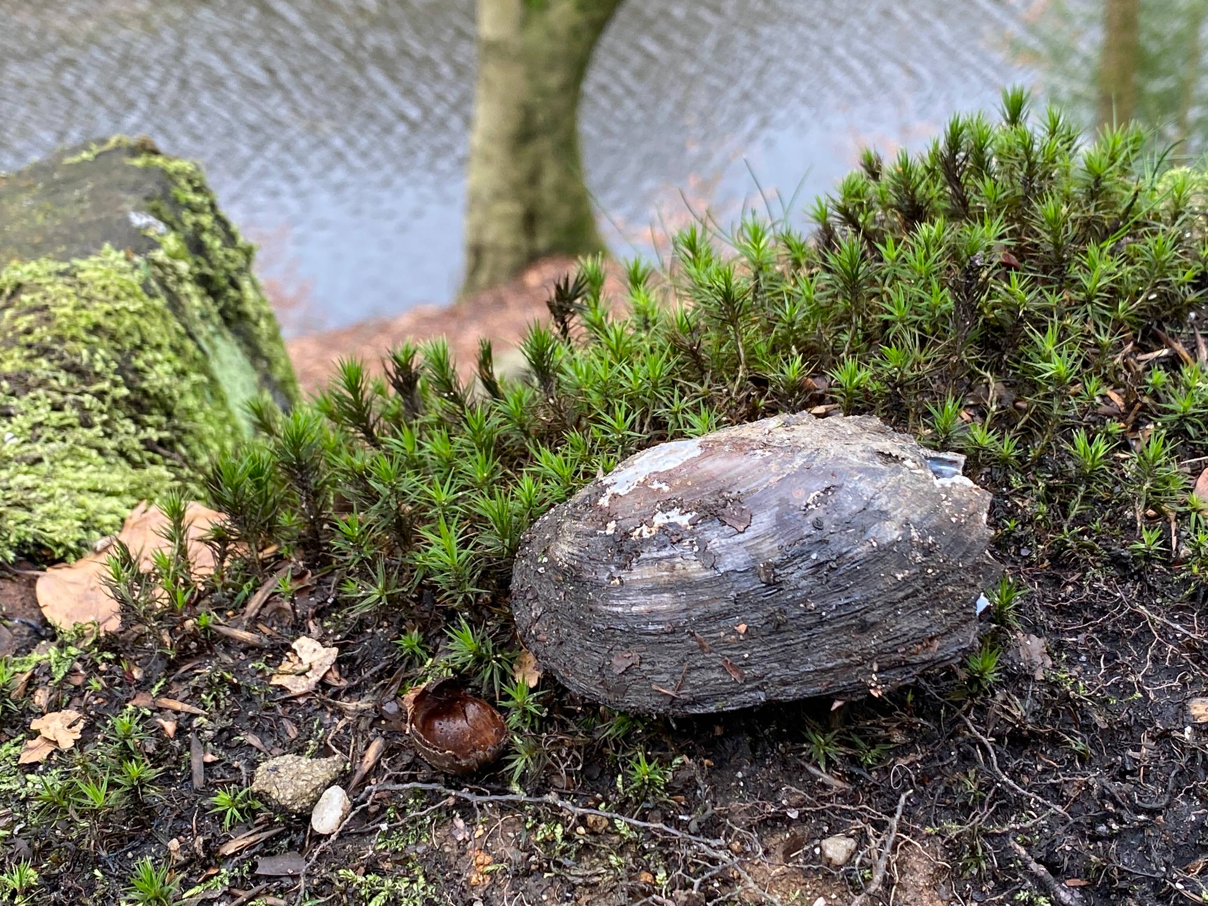 Mossy canal side bank with water and tree trunk and mussel shell.