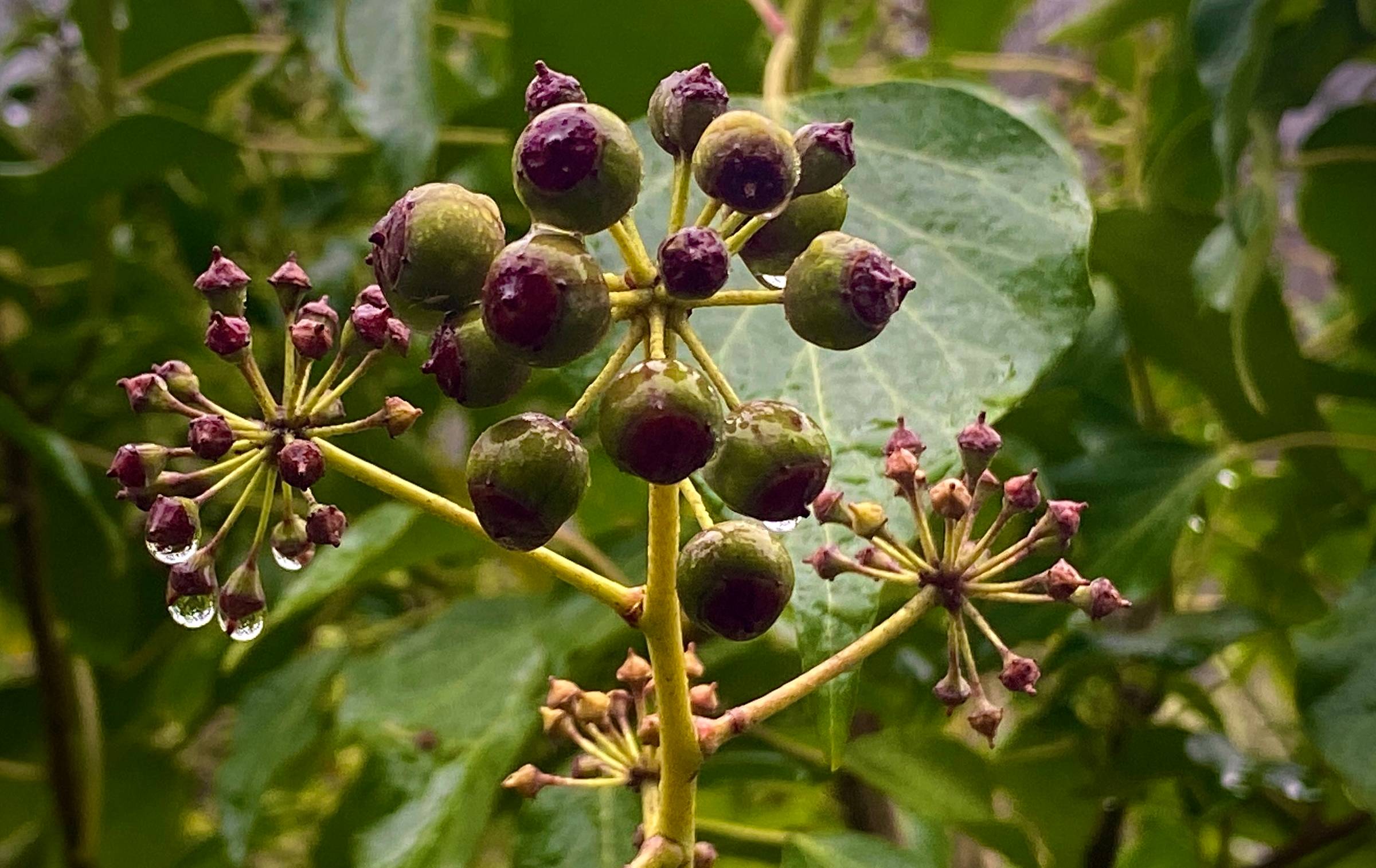 Ivy berries, purpleand green leaves with raindrops reflecting light.