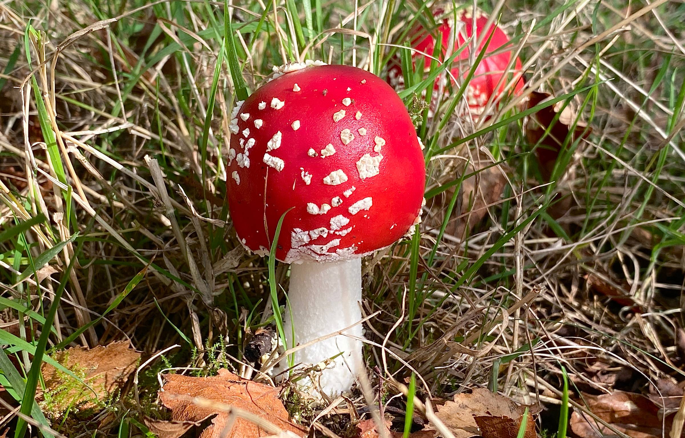 Button Fly Agaric fungus, red with white spots.