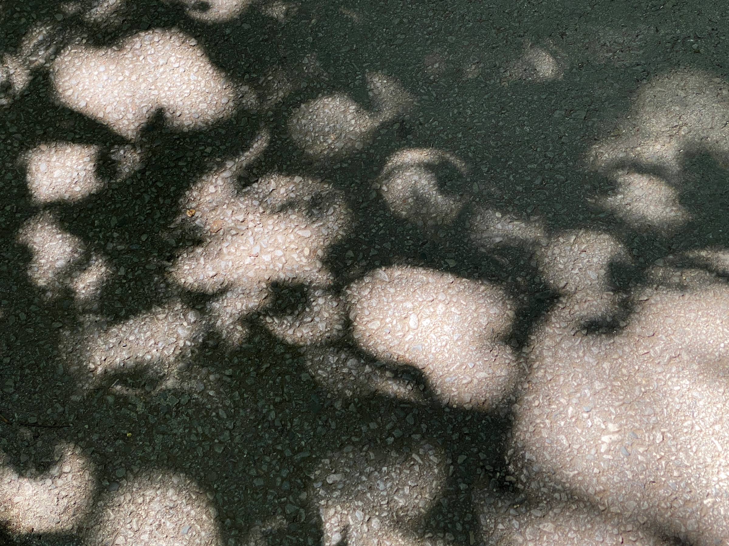 dark shadows of leaves on glowing tarmac