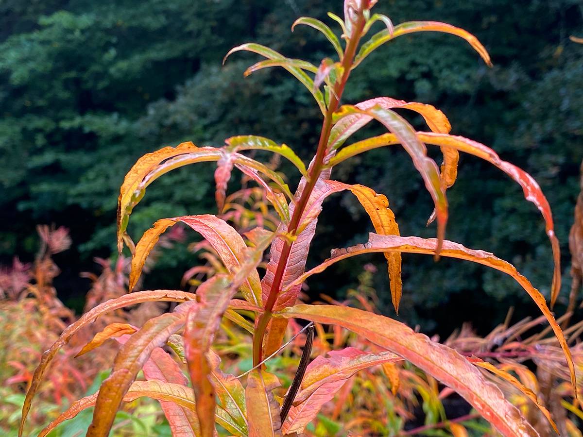 A stem of vivid autumn coloured leaves in front of a dark green background of tree foliage.
