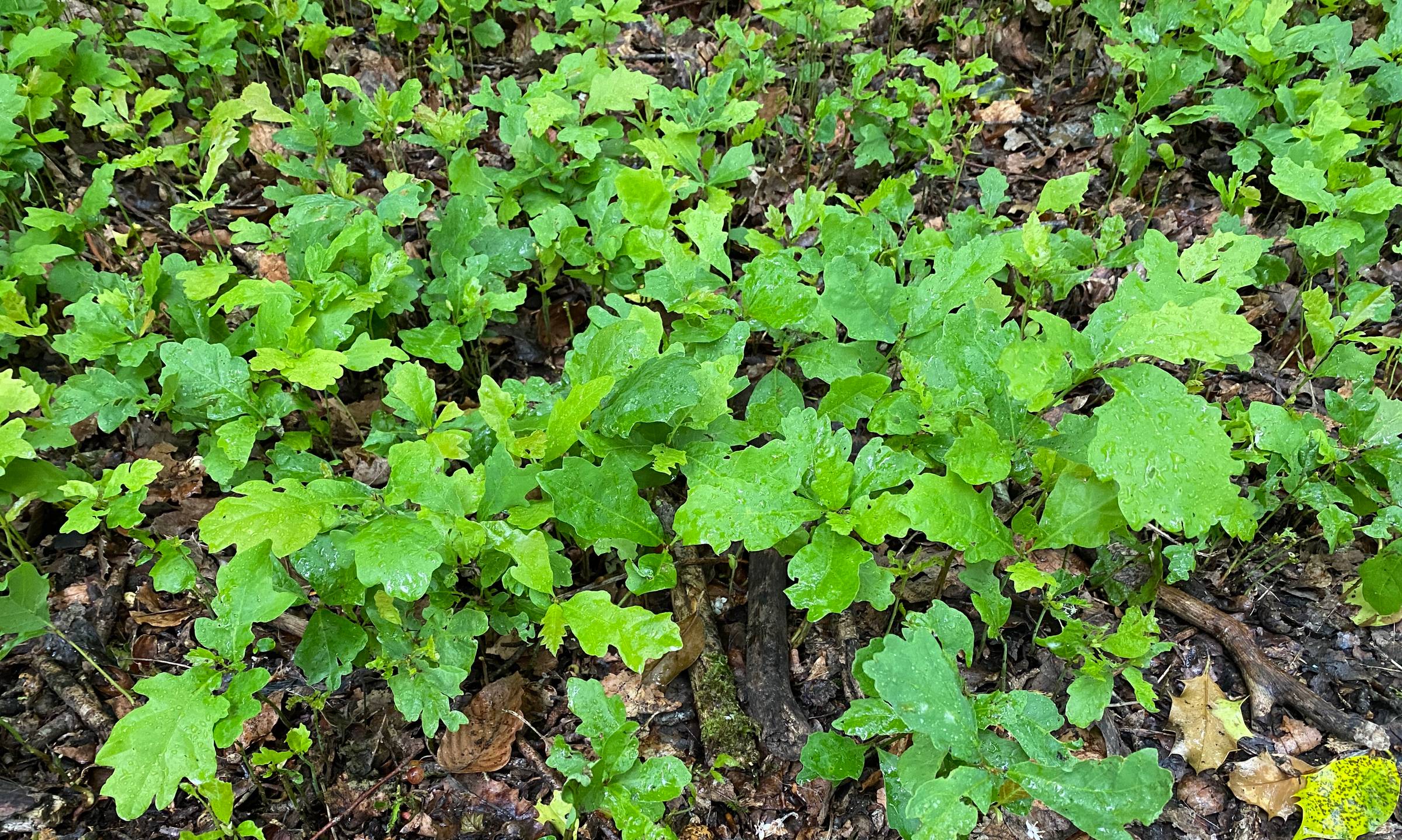 Bright green Oak tree seedlings growing on woodland floor.