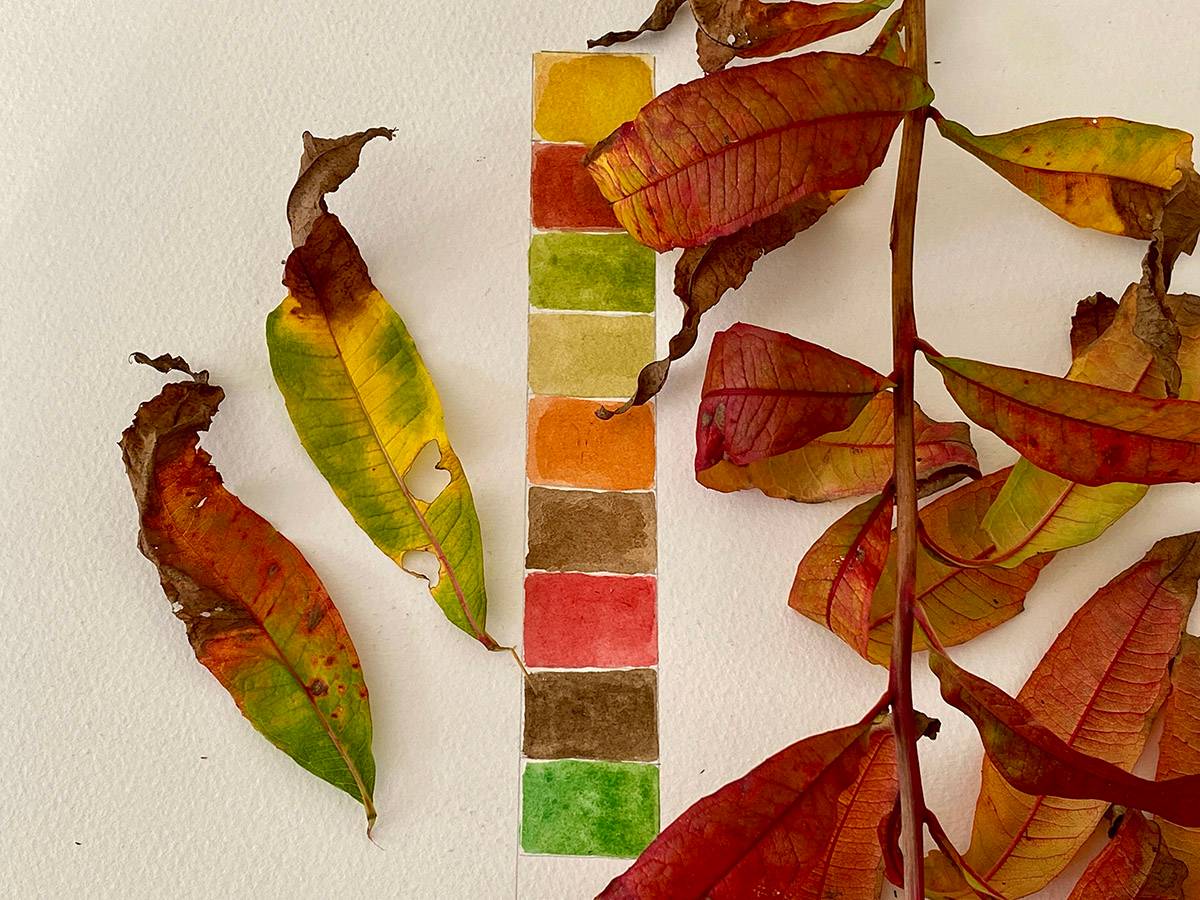 Vivid autumn leaves resting on white paper with a painted sampler strip of all the colours on show.