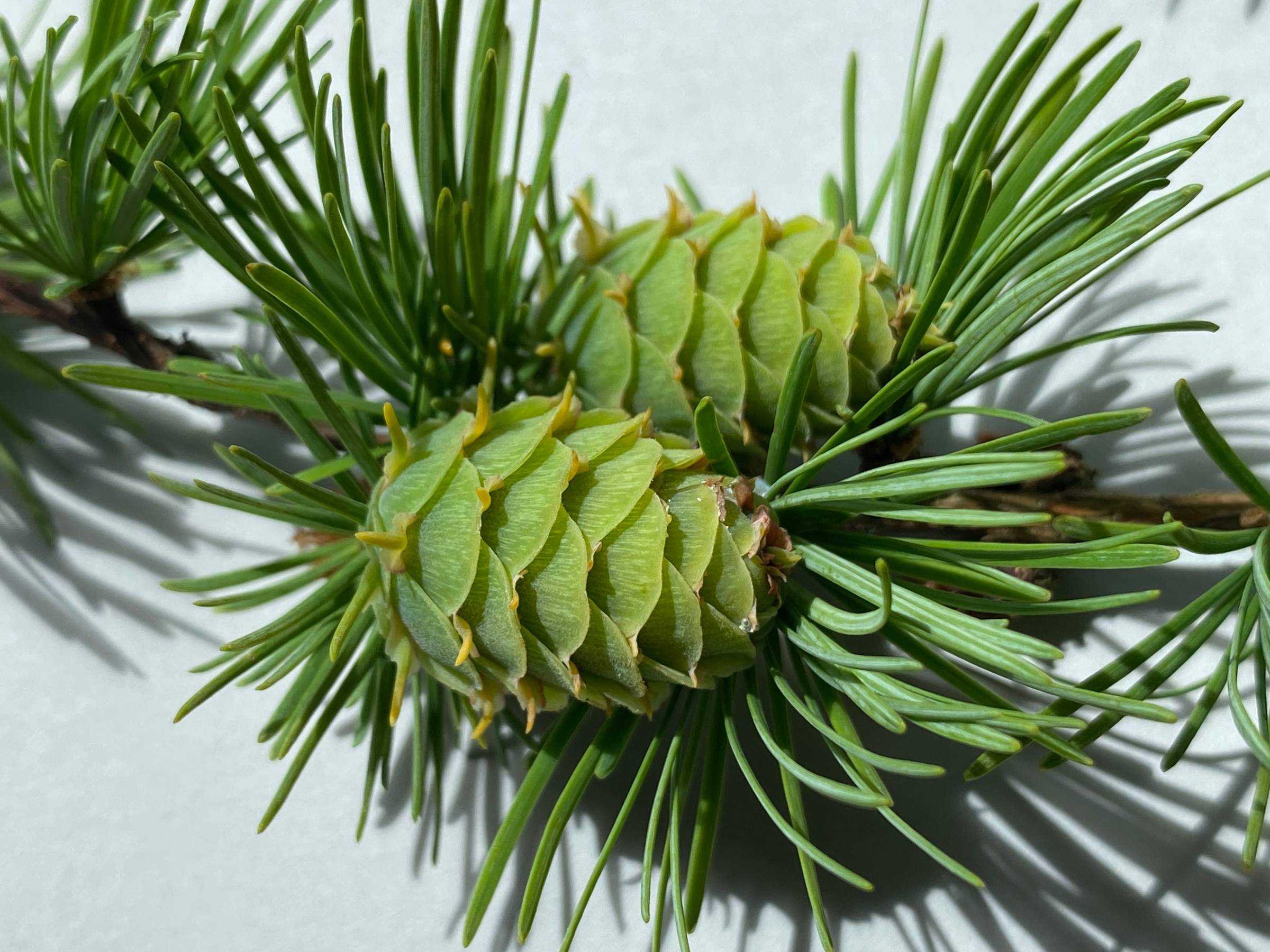 Green immature one cones close-up