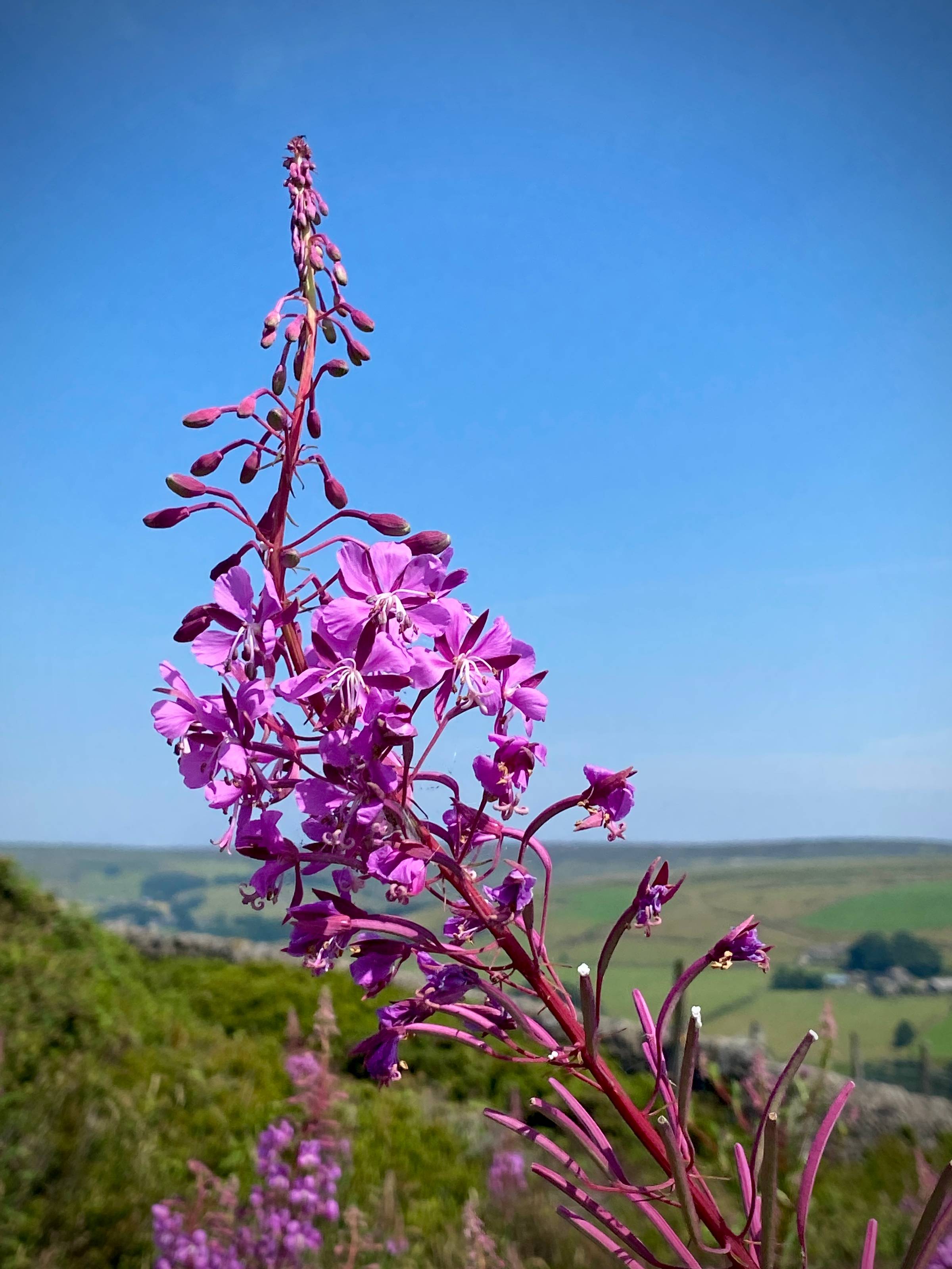landscape in summer, very blue sky pierced by a bright pink flower spire above heathery green moorland.