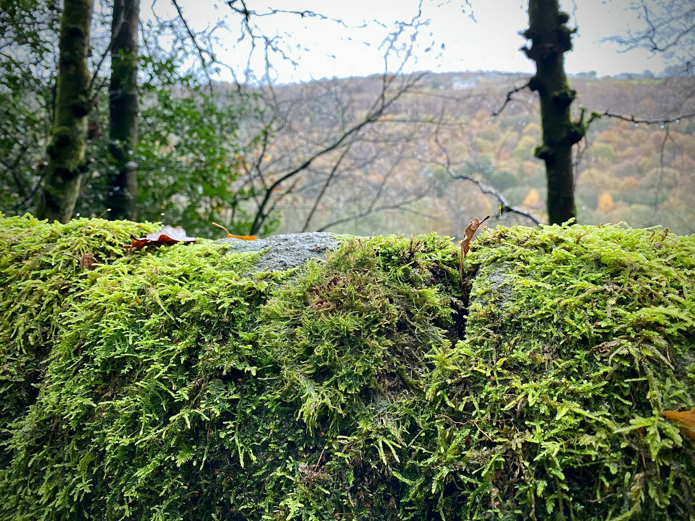 Sphagnum moss very green growing on a  stone wall with autumn trees in the distance.