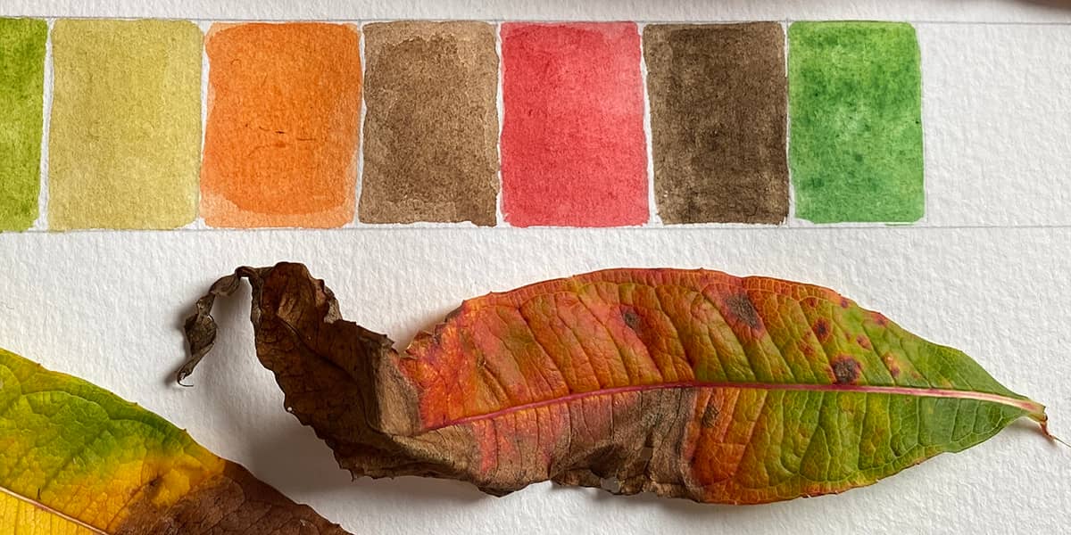 Close-up of autumn leaf and a strip of hand painted, colour matching samples on white paper.