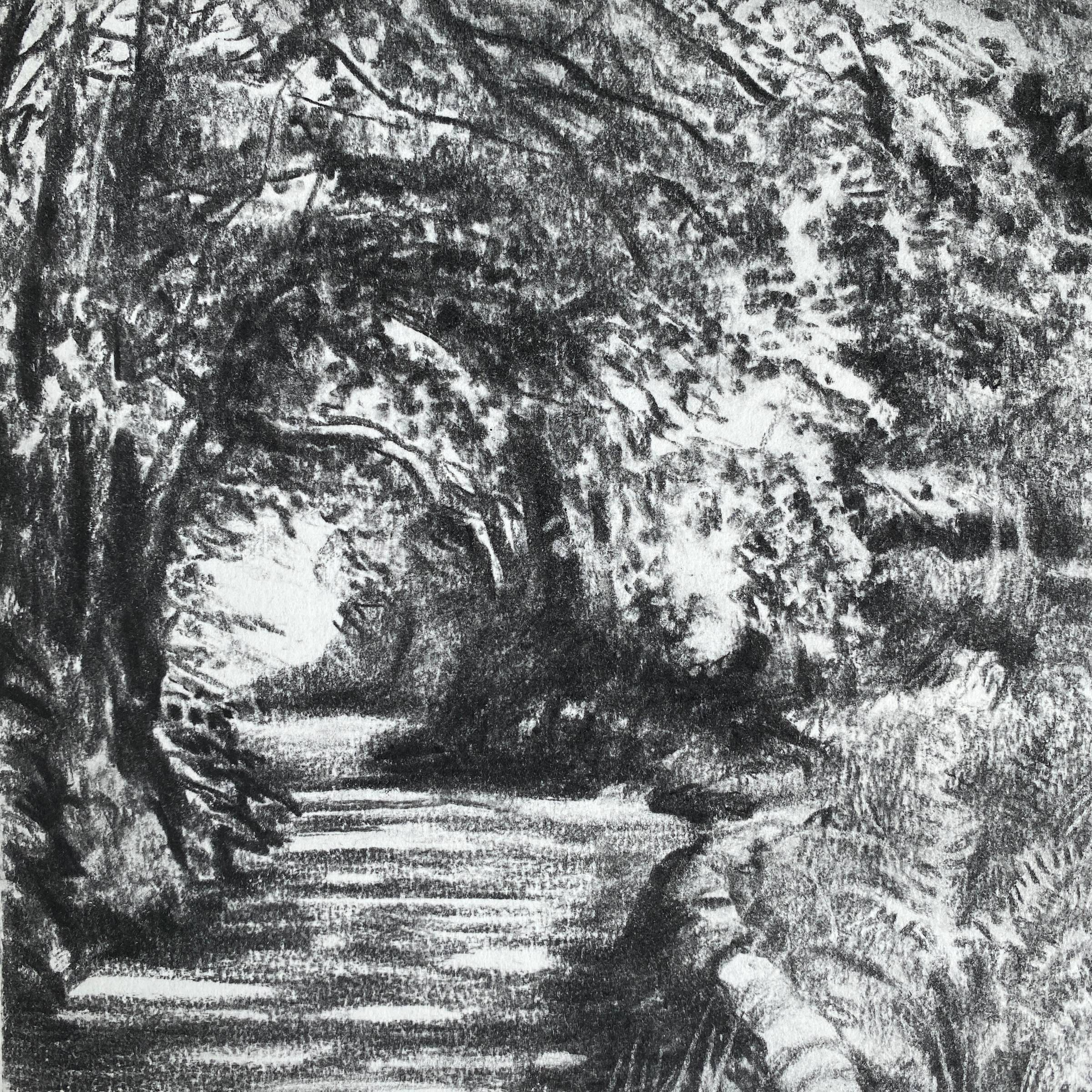 A woodland light tunnel through shimmering foliage along a track. Done in charcoal on paper by Angie Rogers