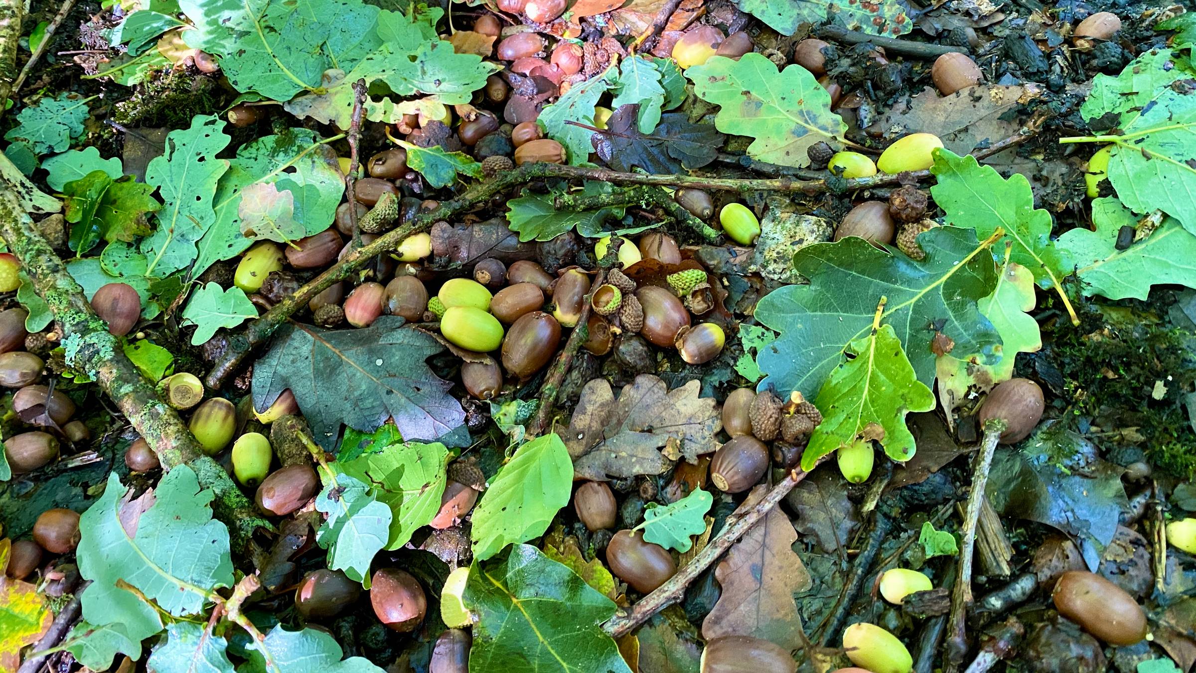 Acorns green and brown scattered on the woodland floor.