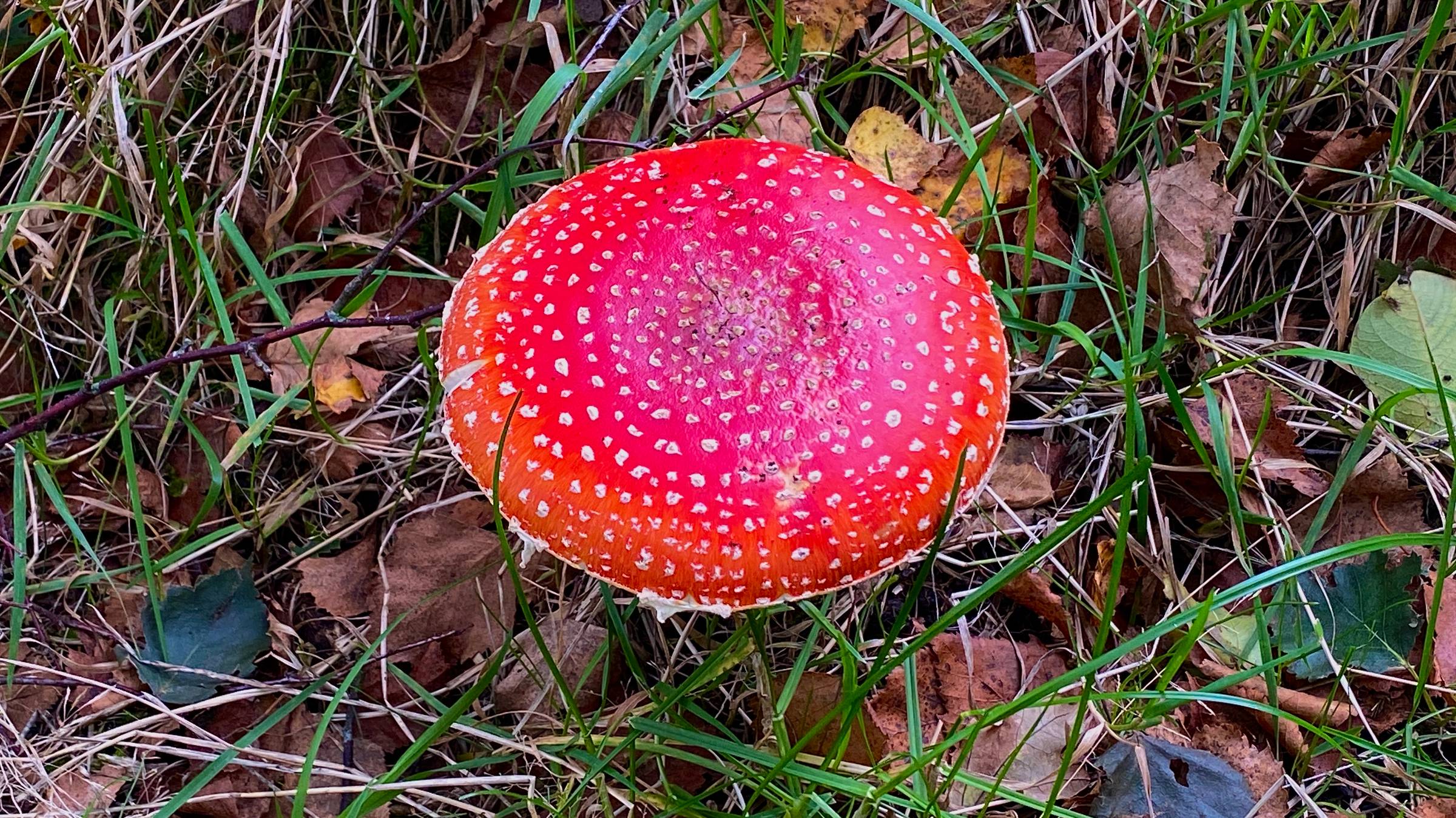 Flat topped fly agaric red and white spotted toadstool in grass.
