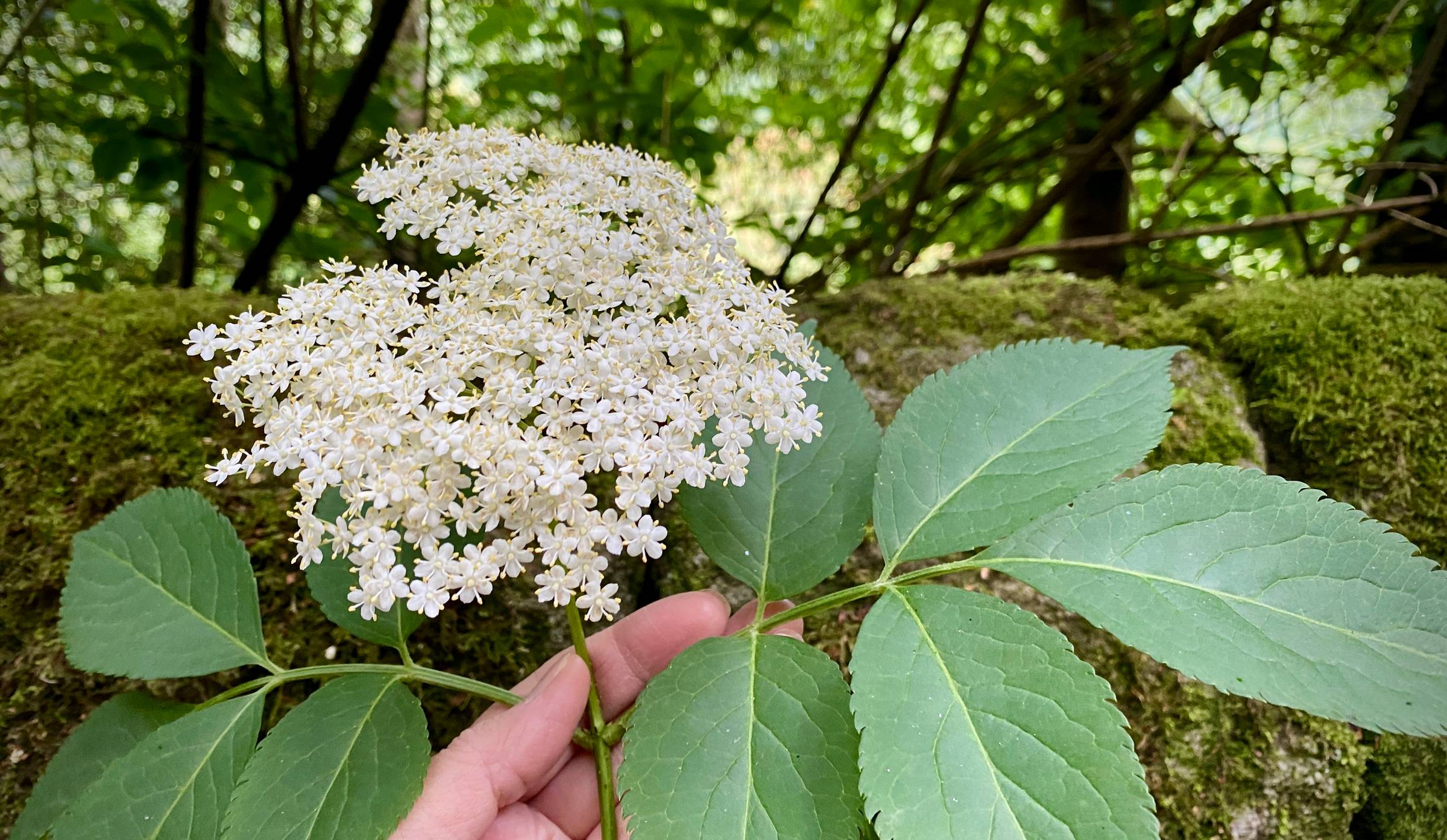 A hand holding  Elder flower and leaves against a mossy wall and trees.
