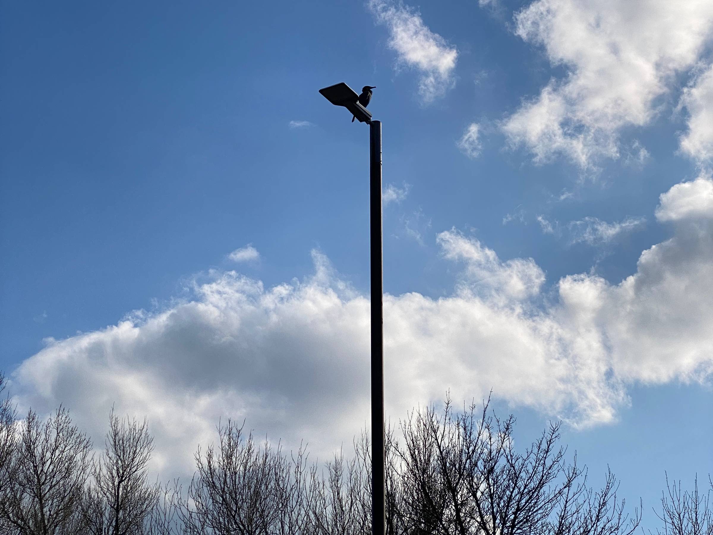Blue and white cloud sky with lamppost and bird