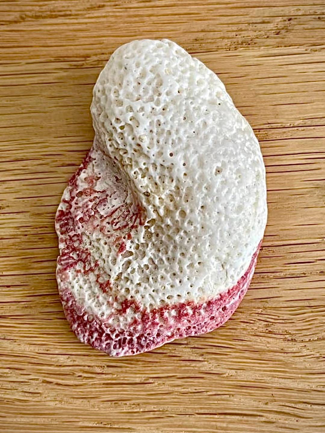 A pink and white shell with many circular indentations placed on a wooden background.
