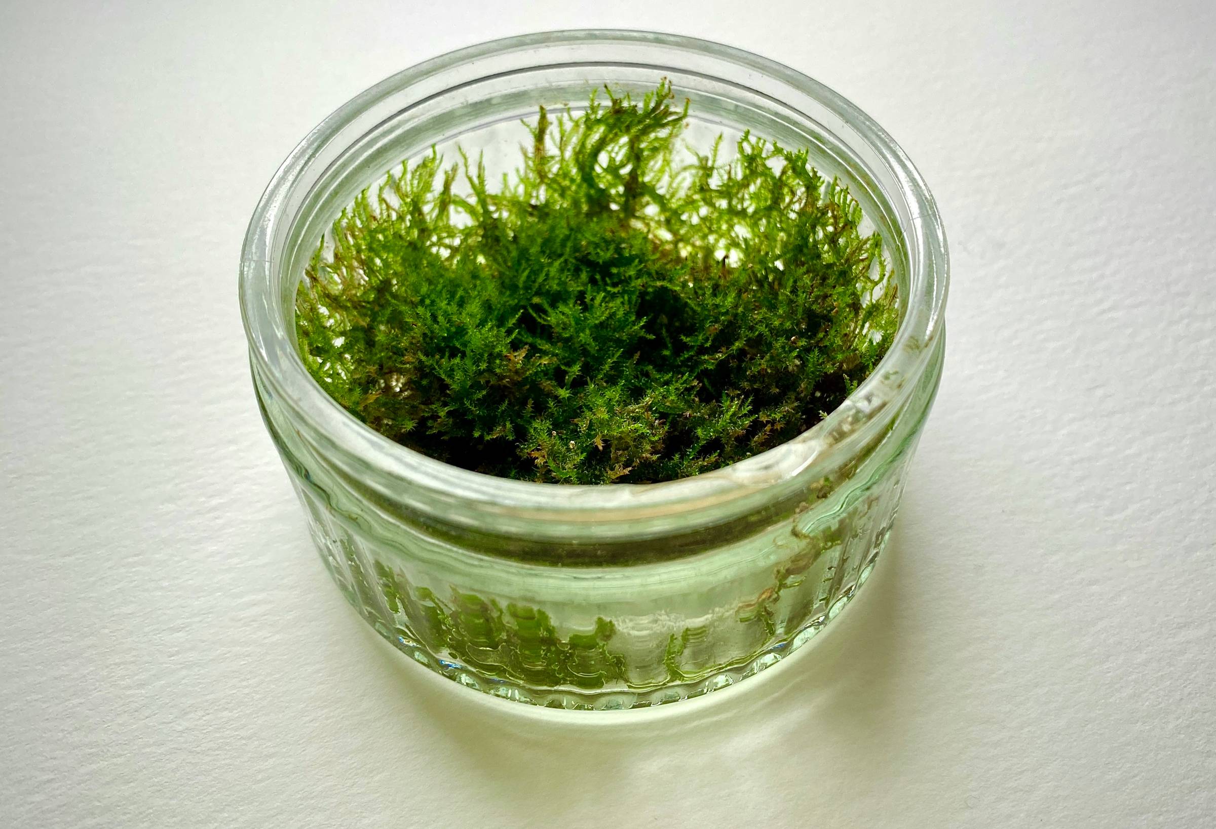 Green moss growing in a glass ramekin dish.