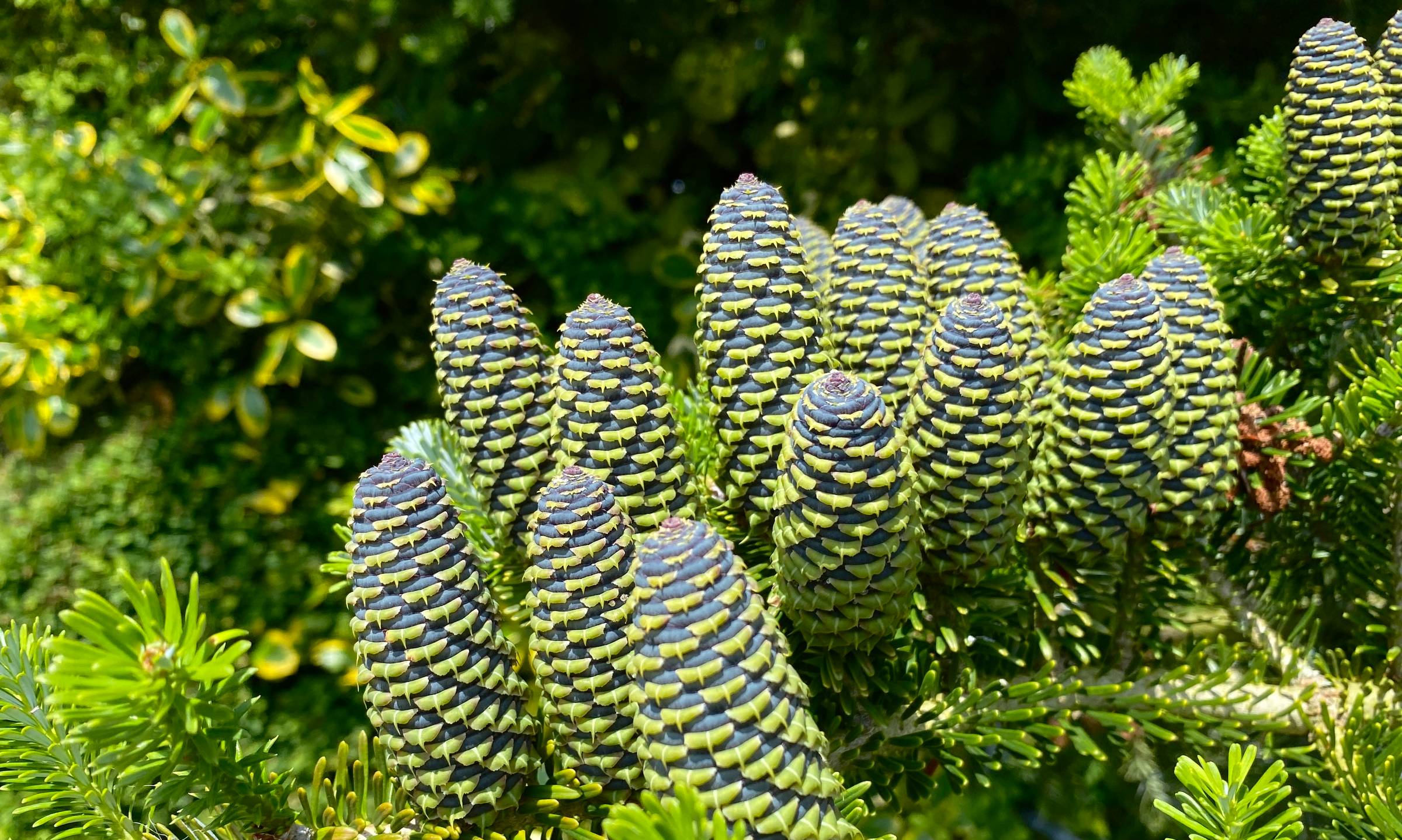 vibrant lime green and blue/grey pinecones in sunlight on a tree growing