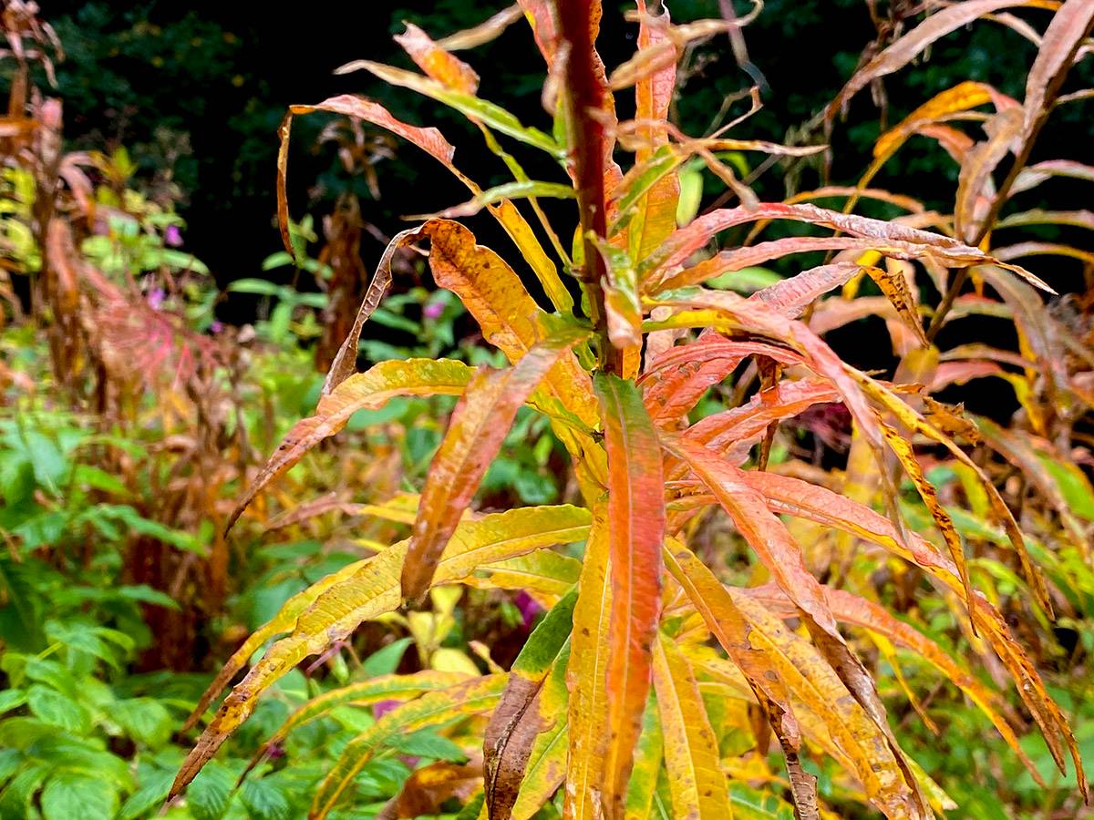 riverside plants in autumn with yellow, red and green leaves against a dark background.