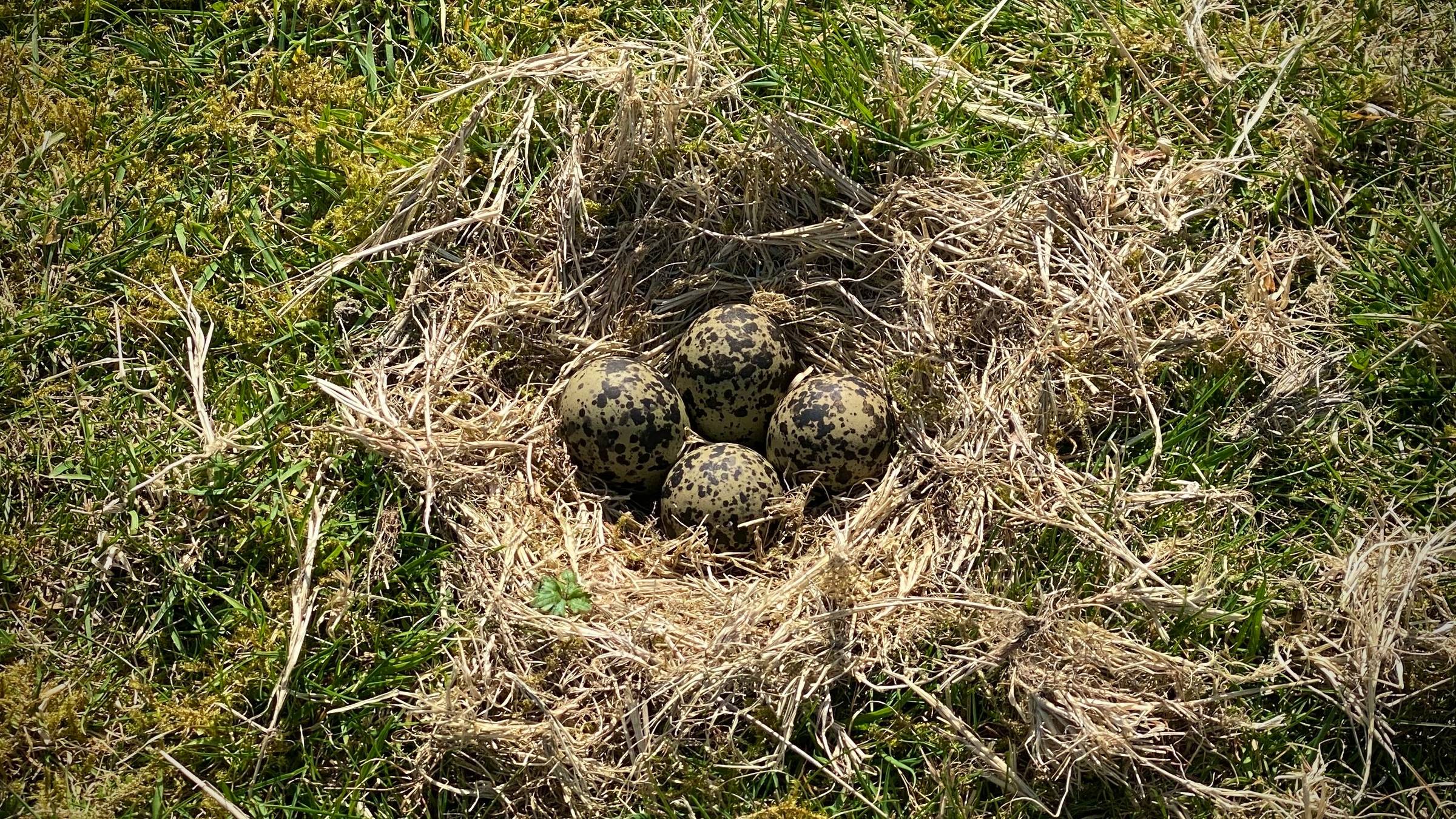 A nest on mossy grass with four speckled eggs inside.