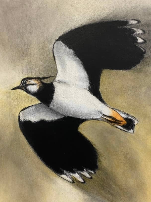 A painting of a Lapwing in flight