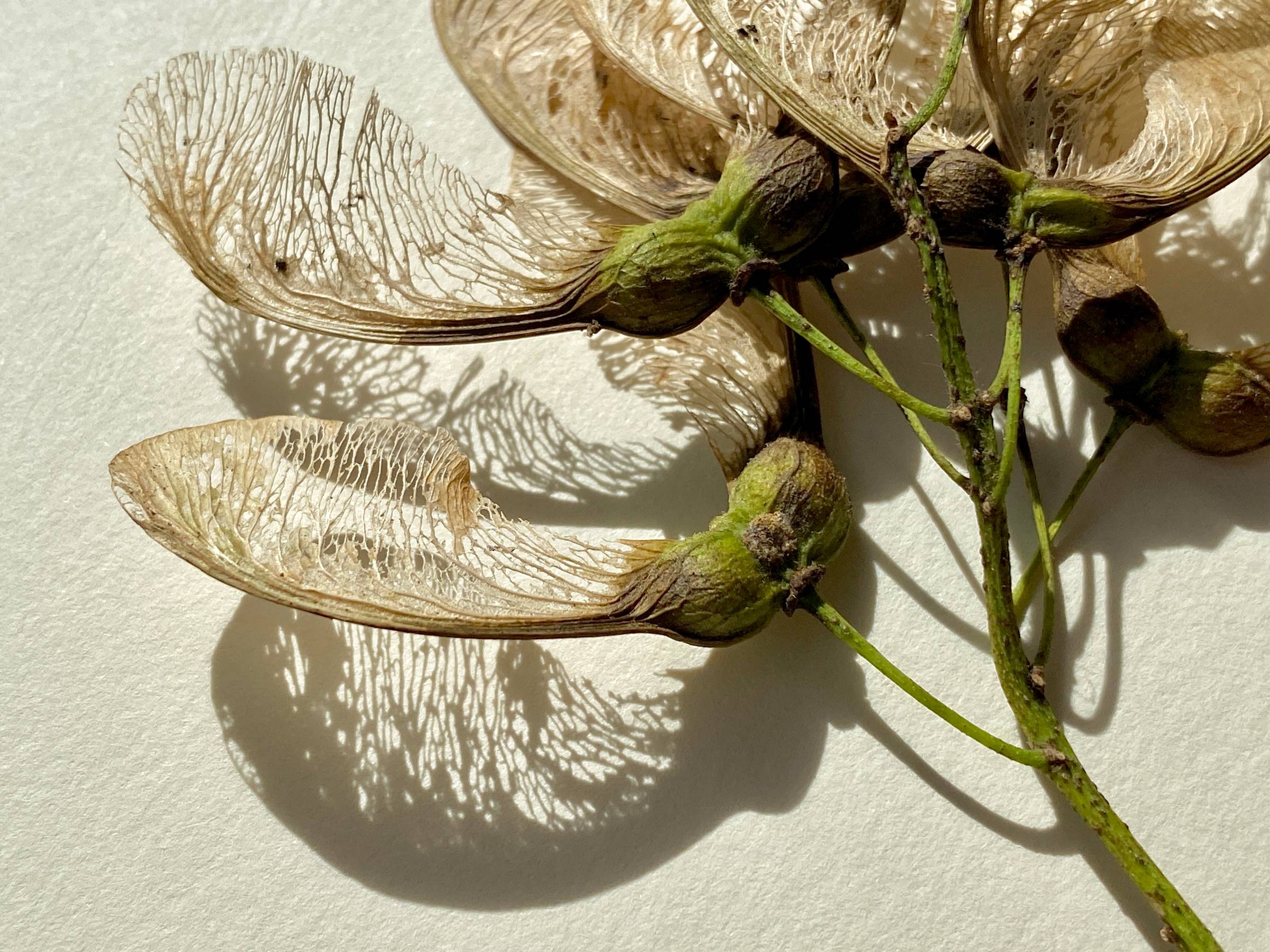 Sycamore tree key seedpods skeletonised with strong shadows on white.