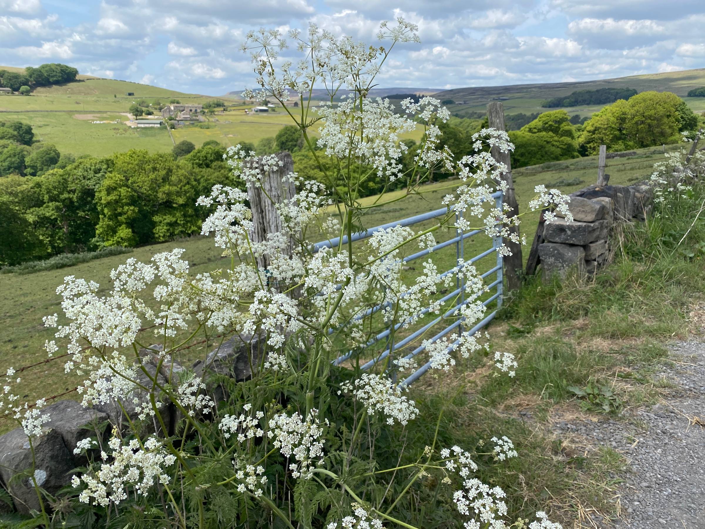 Cow Parsley in flower growing along a country lane with green fields.