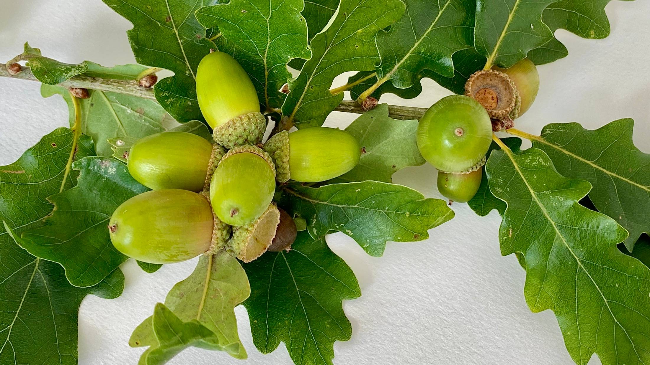 close-up of bright green acorns and Oak leaves on a white background.