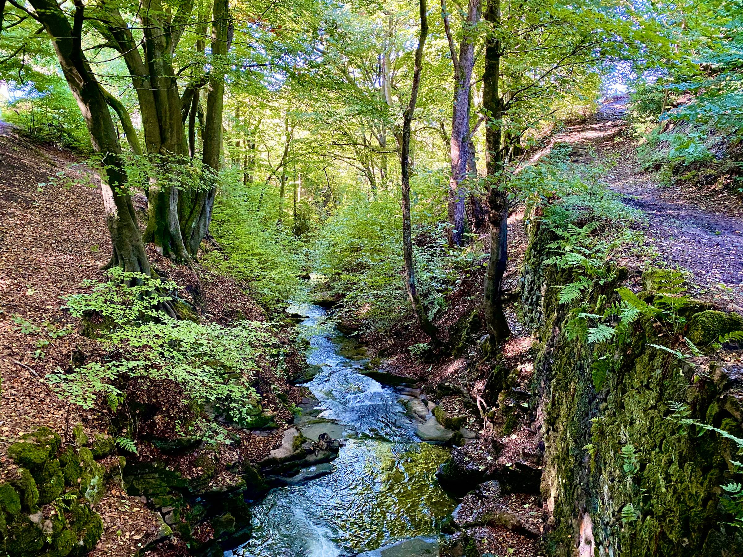 a narrow stream descending through green foliaged trees in Nutclough.