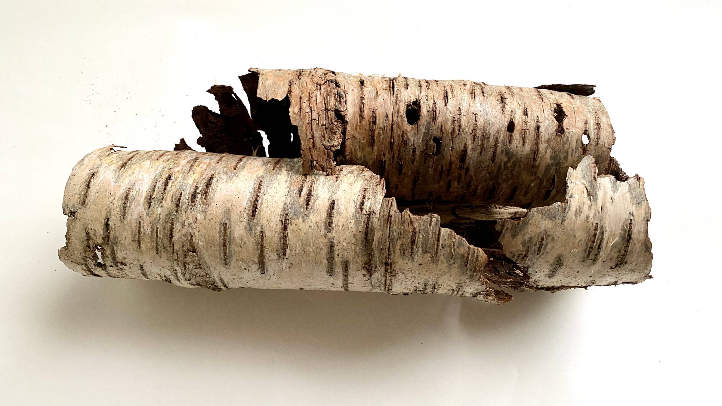Cream and brown birch bark, curled up on a white background.