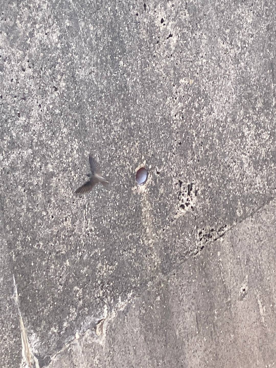 A Sand Martin flying out of a drainage hole in a concrete wall