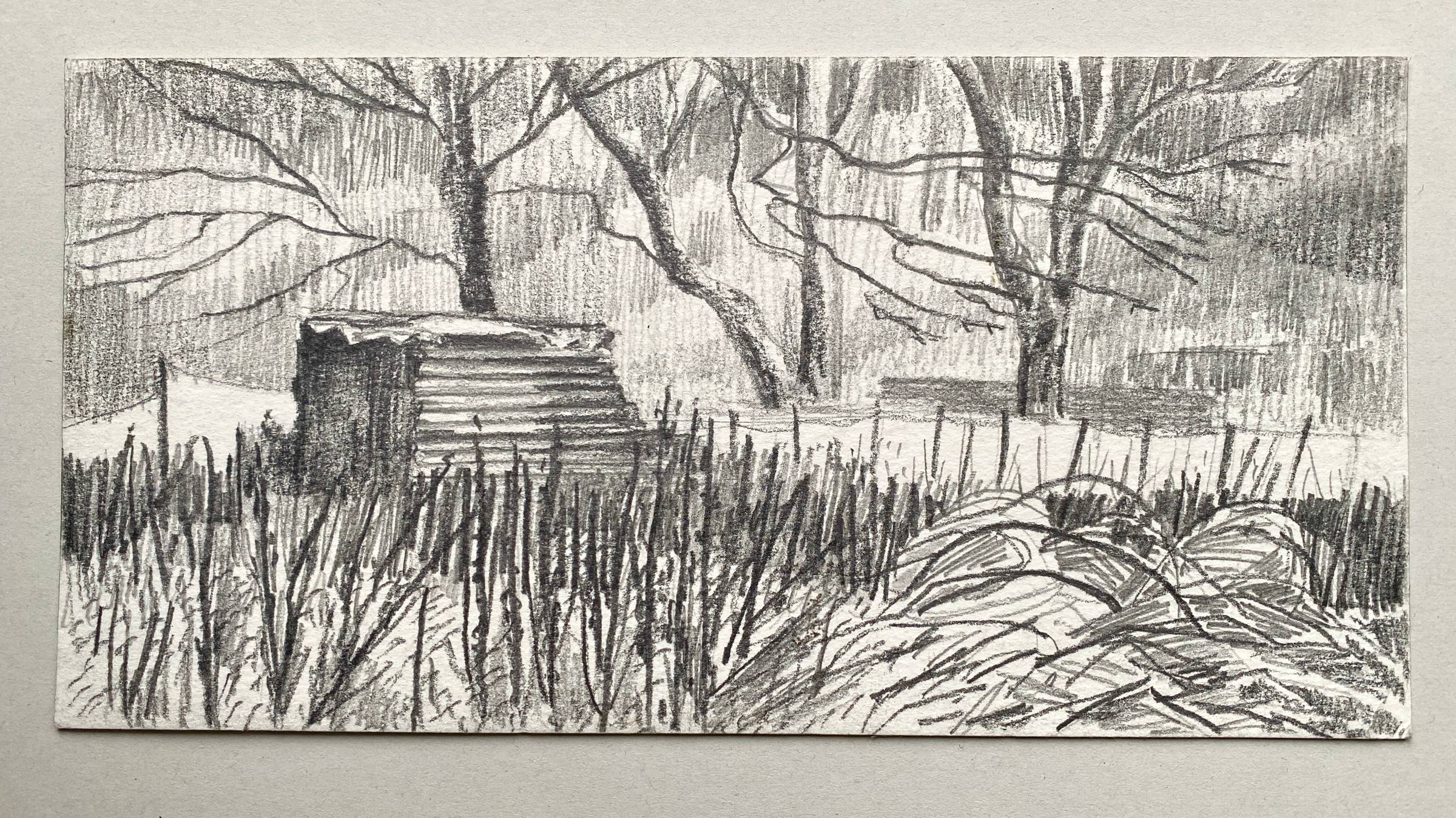 Graphite drawing on white paper showing shed, trees and plants in winter.