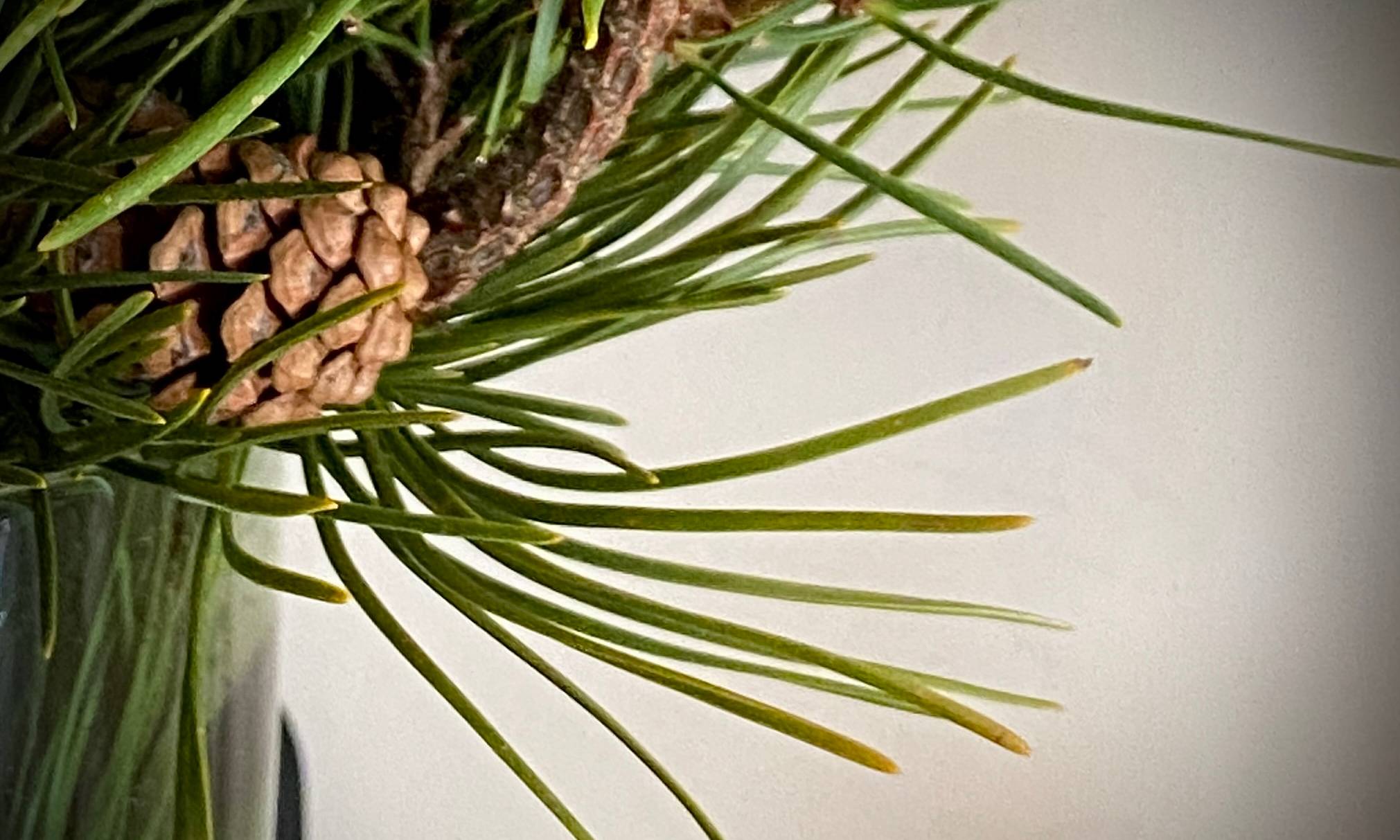 Close up of green conifer needles and a  bcone brown against a pale grey background.