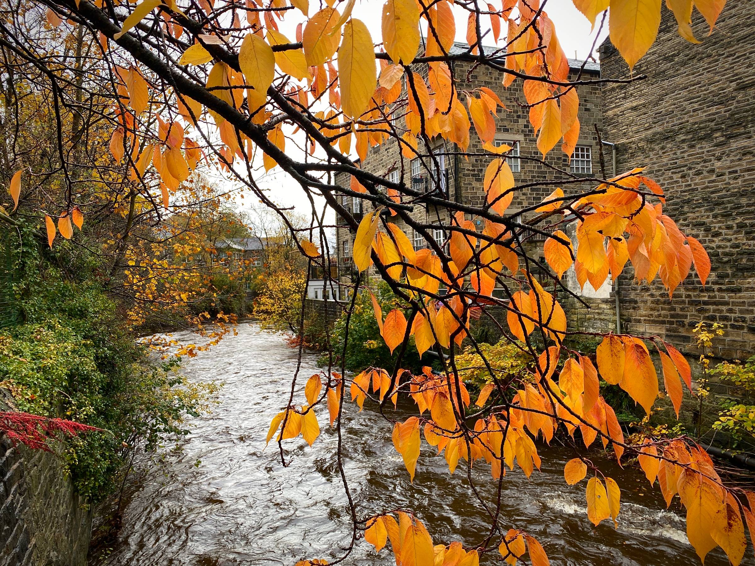 Amber autumn leaves stretching over a river with Yorkshire mill building.