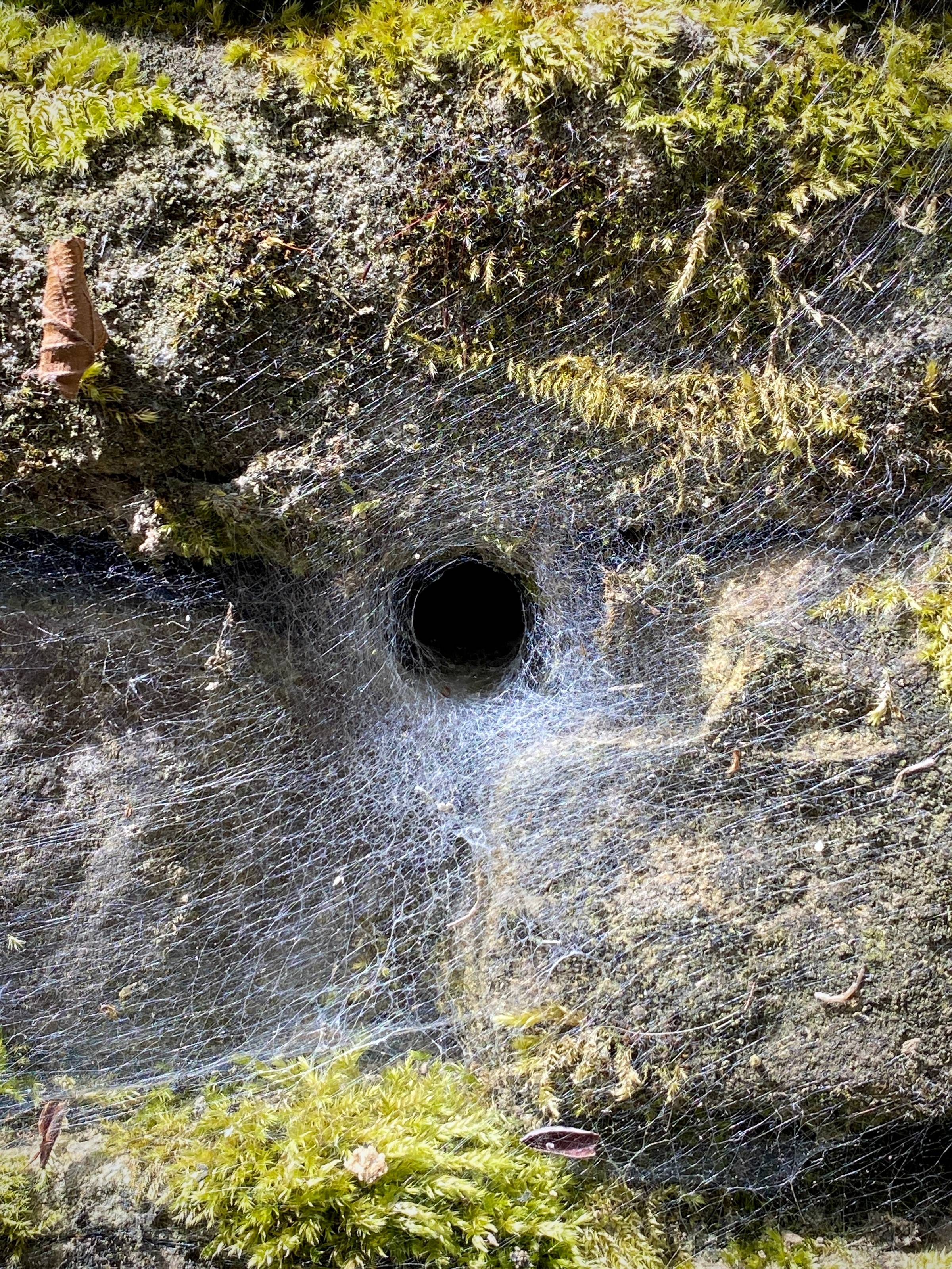 a circular hole in a stone wall with green moss and a spiders web.