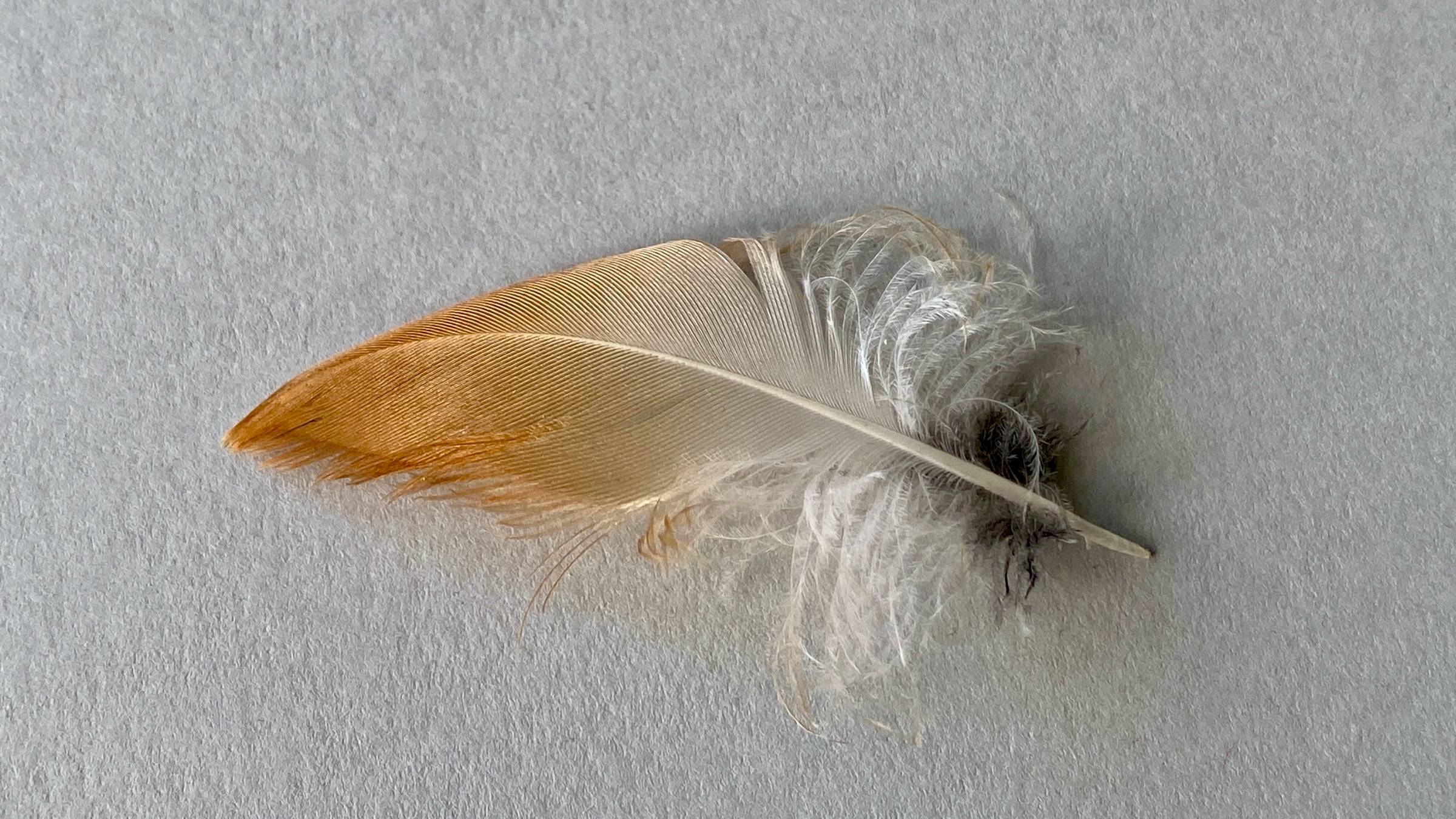 An orange, white and dark grey birds feather on a pale grey background.