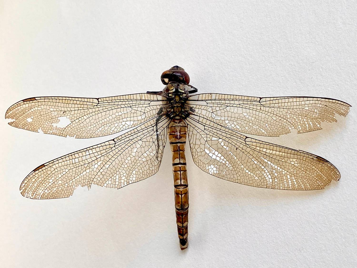 The exoskeleton of a dragonfly, coloured brown and black with diaphanous wings on a white background.