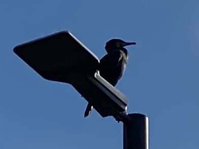 Cormorant bird perching on a streetlight in day time with blue sky.