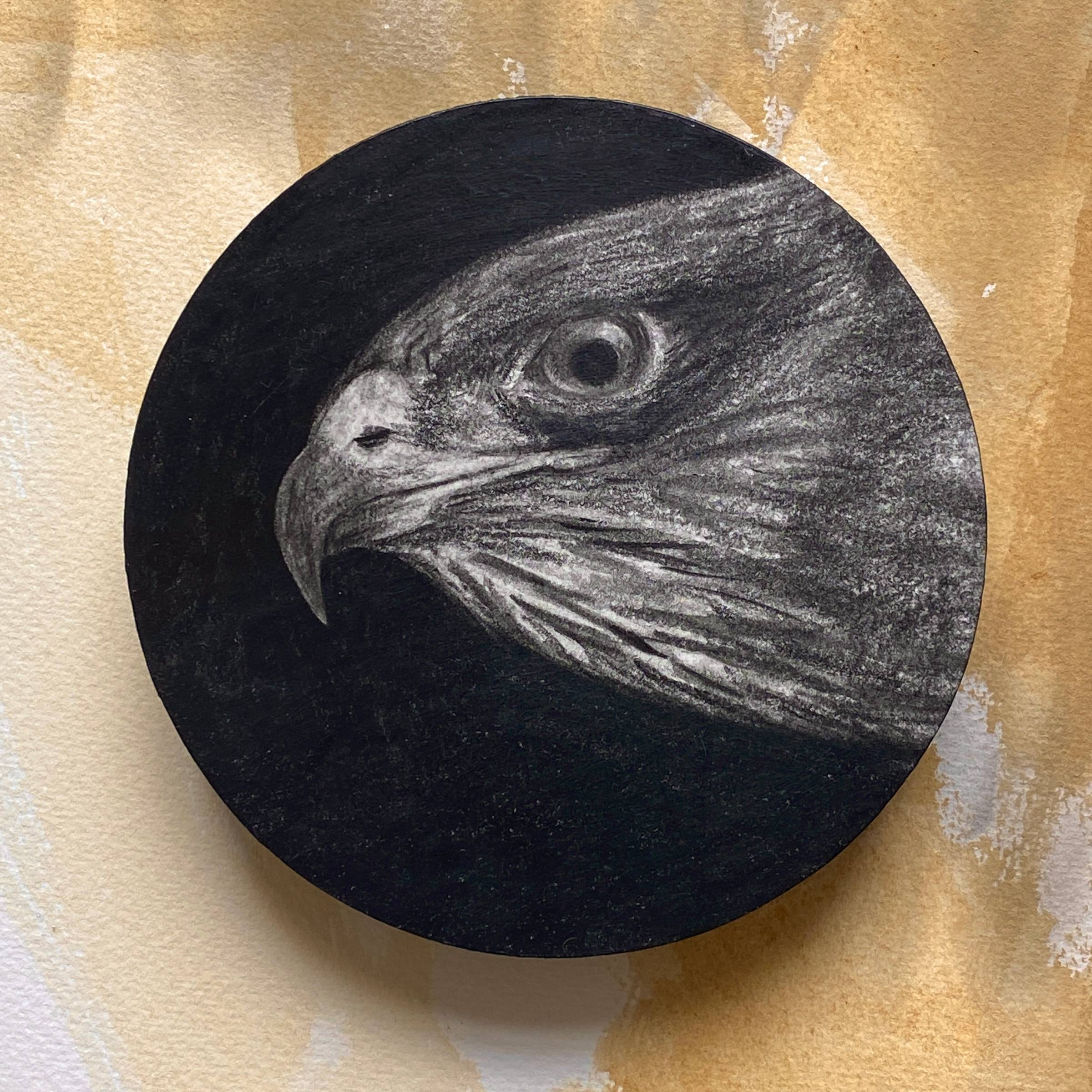 a circular panel with a charcoal drawing on white paper of a common buzzard portrait on a yellow and grey background.