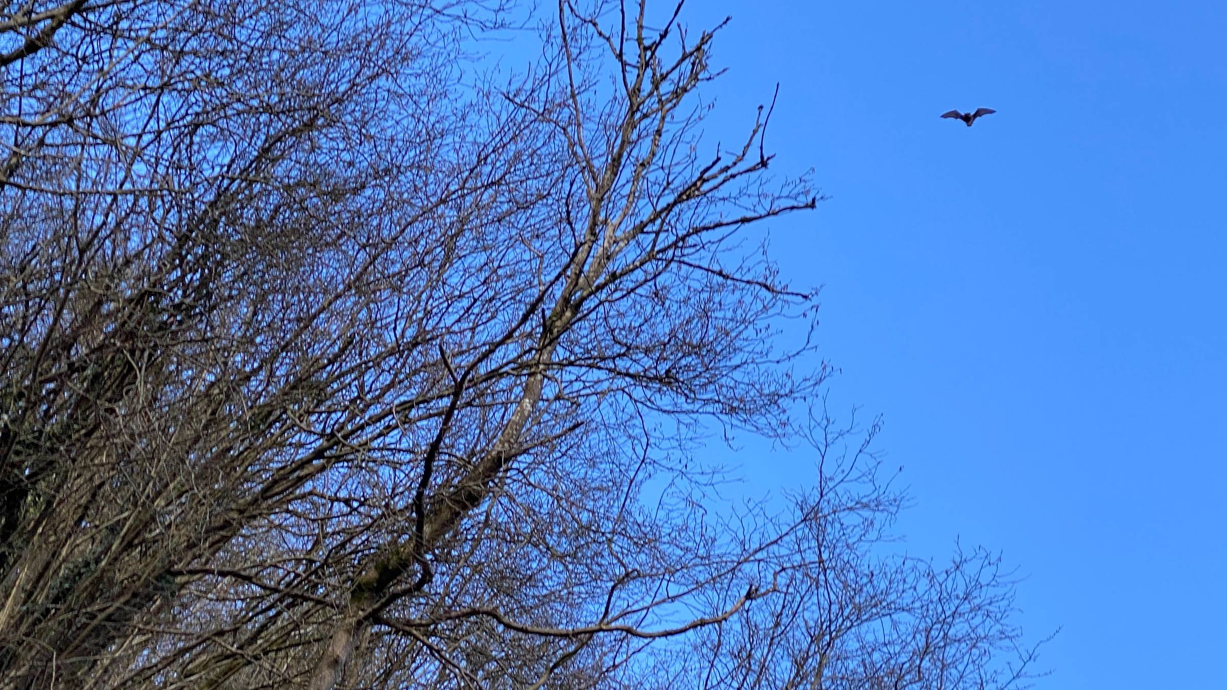 Very blue sky, bare winter trees, flying bat.