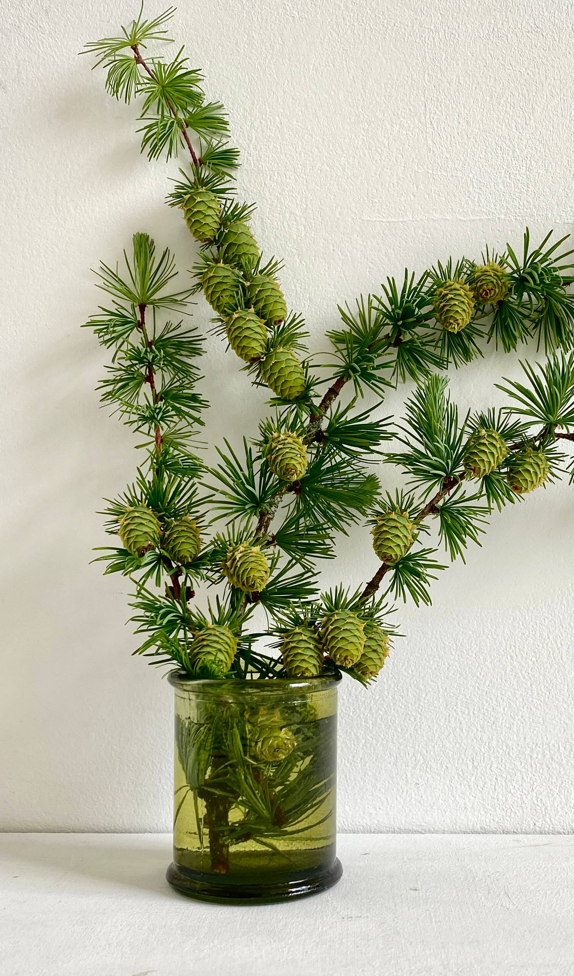 A spray of green, immature Pinecones in a green glass vase