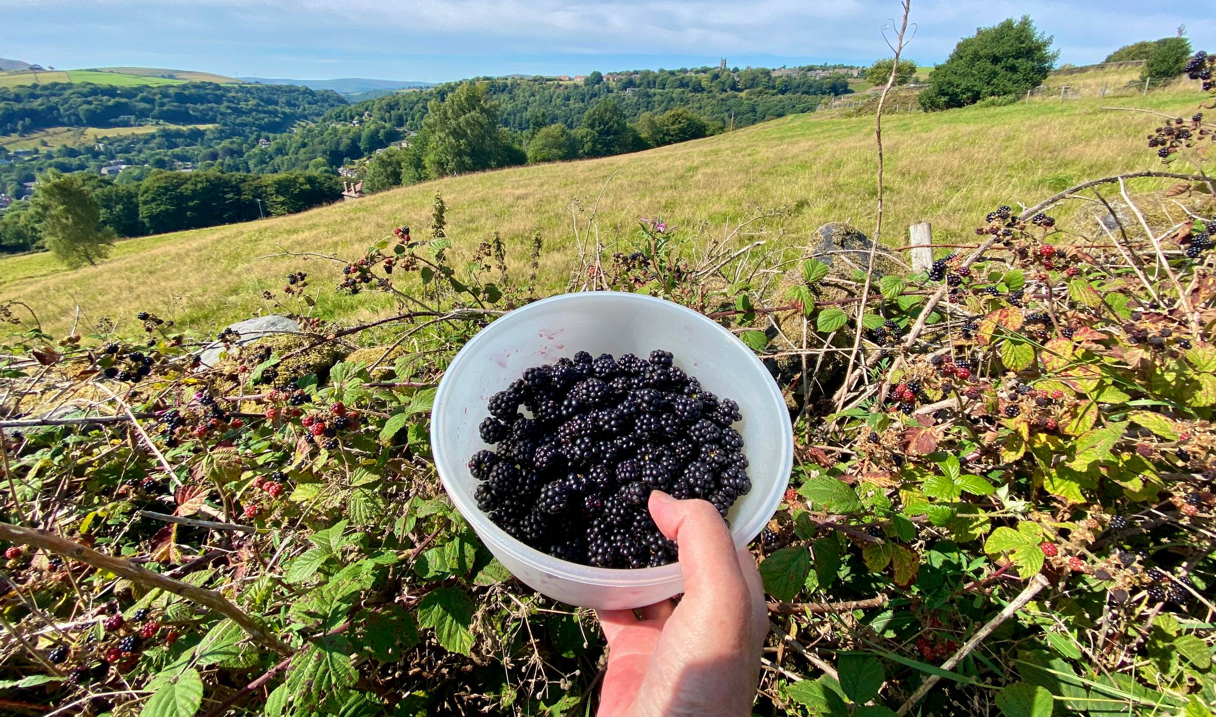 A bowl of wild blackberries within an upland landscape.