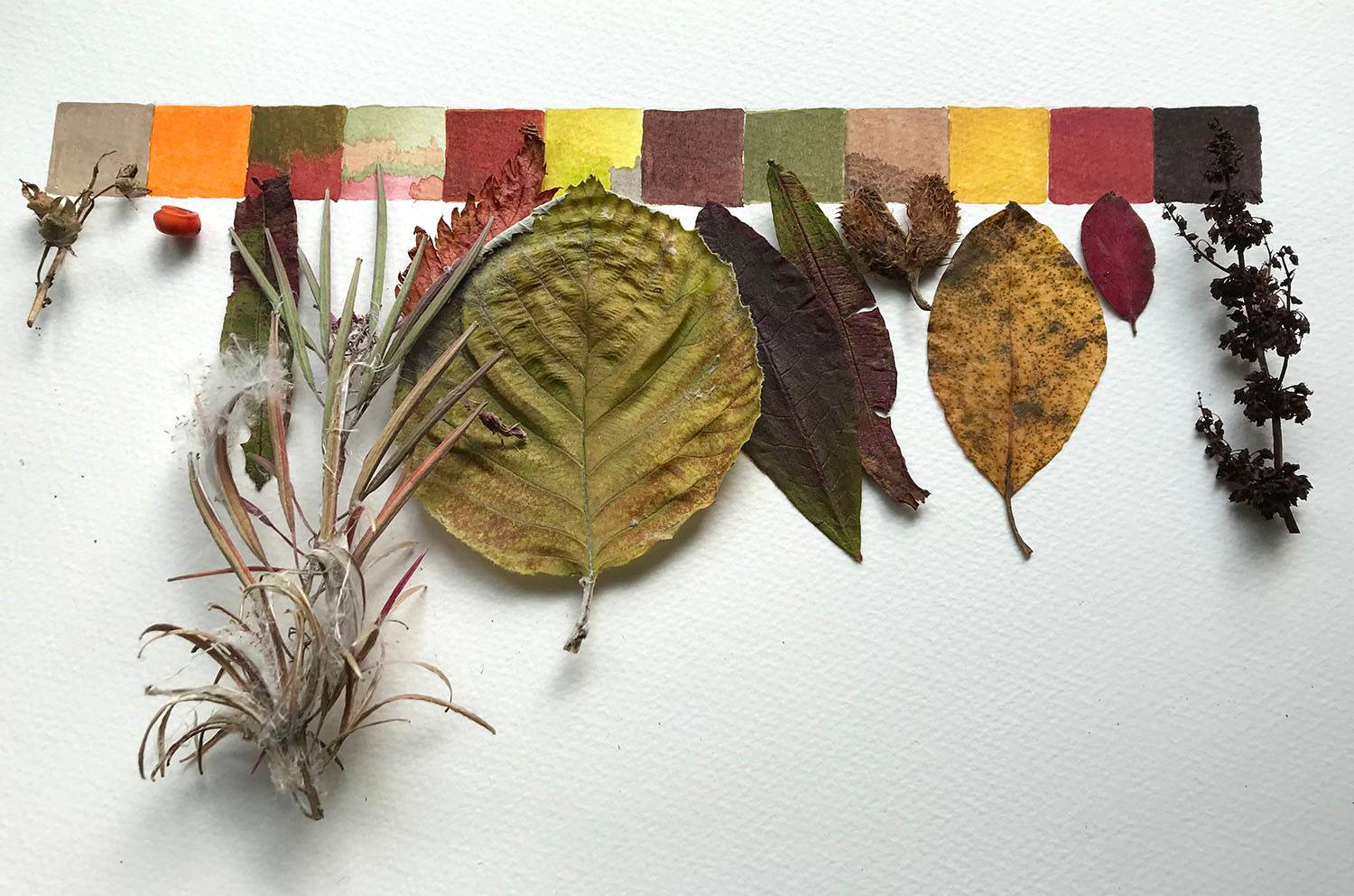 A swatch of coloured squares with the natural leaf samples alongside.