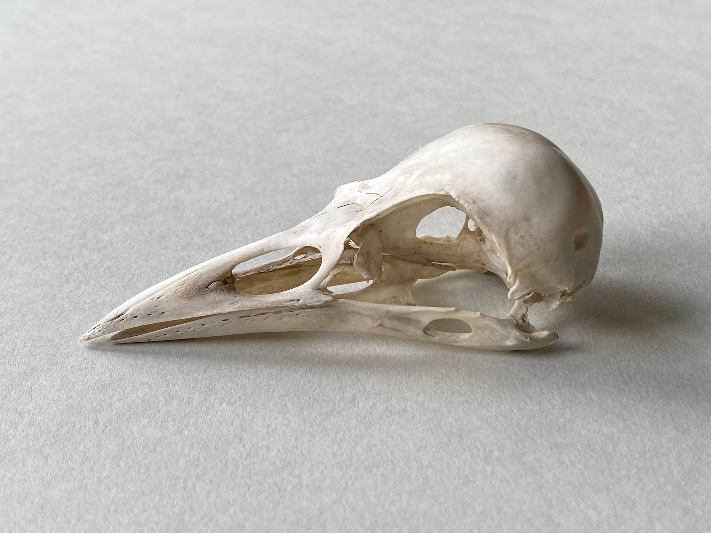 Skull of Carrion Crow on a pale grey background.