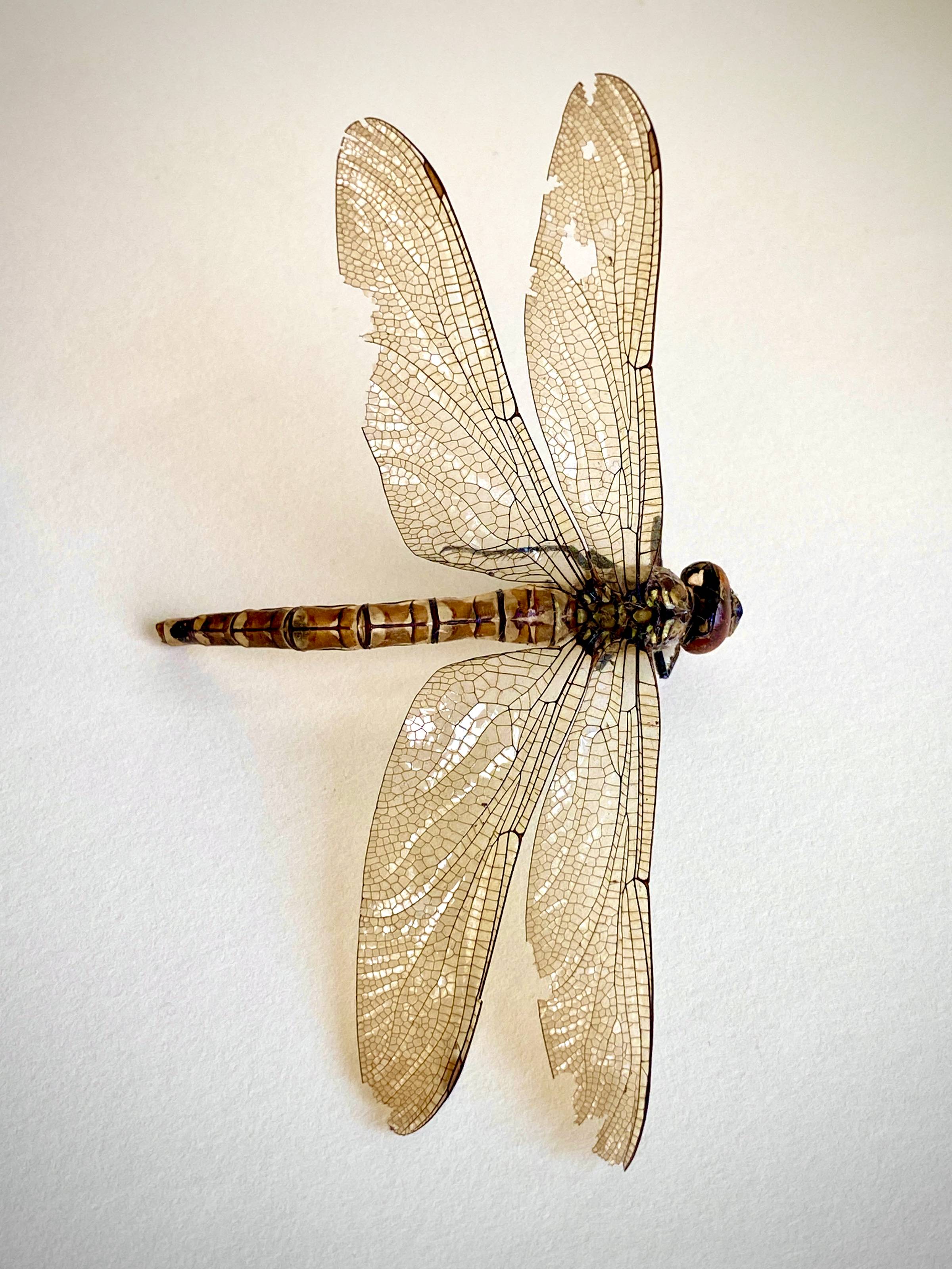 The skeletonised remains of a dragonfly on a white background with wing structure clearly visible.