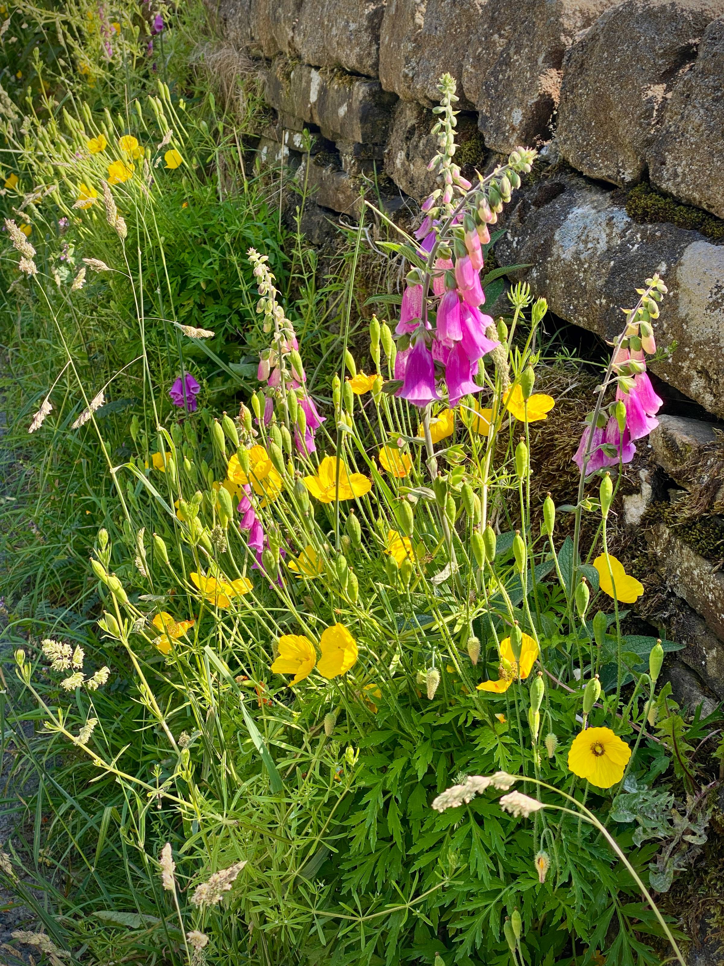 Wildflowers, foxgloves and yellow poppies in bright sunlight.