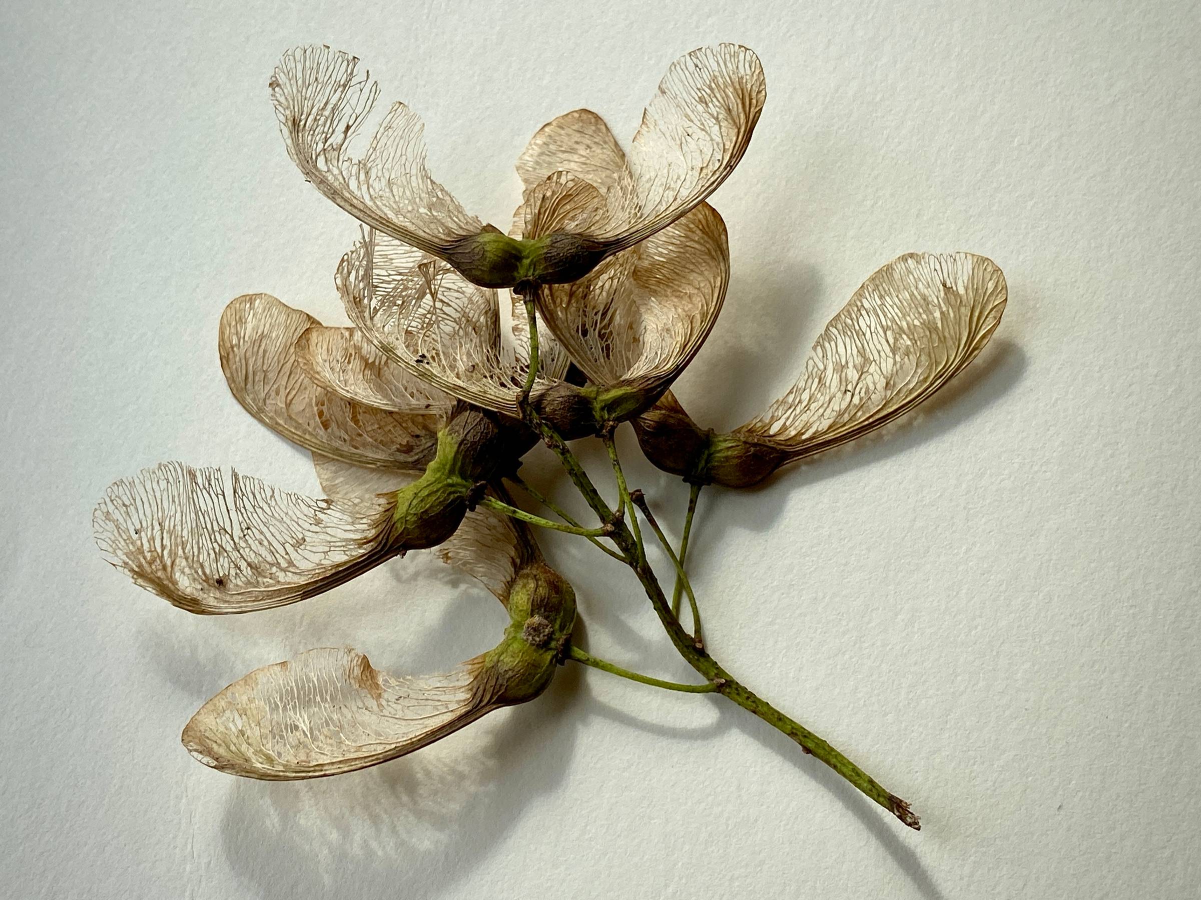 a bunch of light brown Sycamore tree seeds which have become skeletonised casting pale shadows on a white surface.