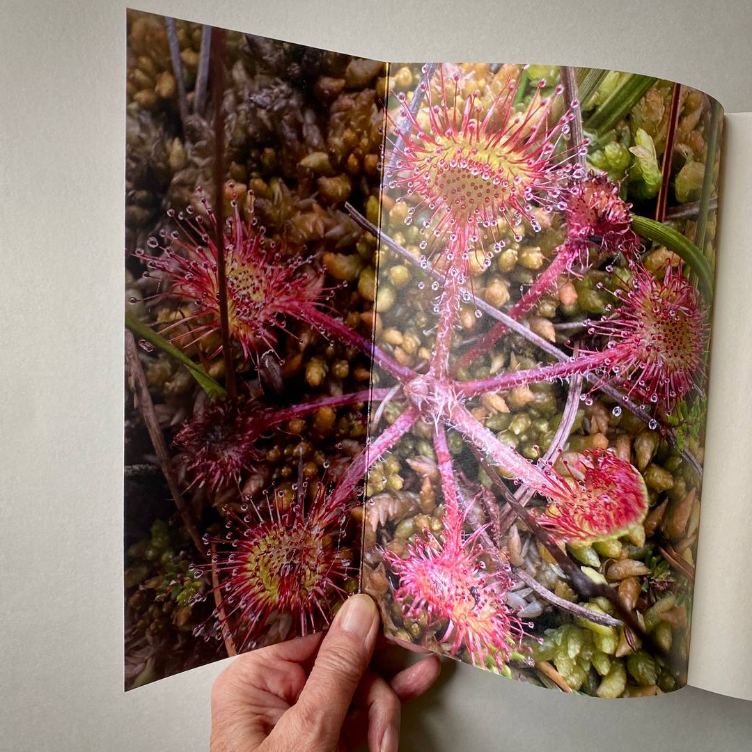 Sundew plant as endpaper for a book.