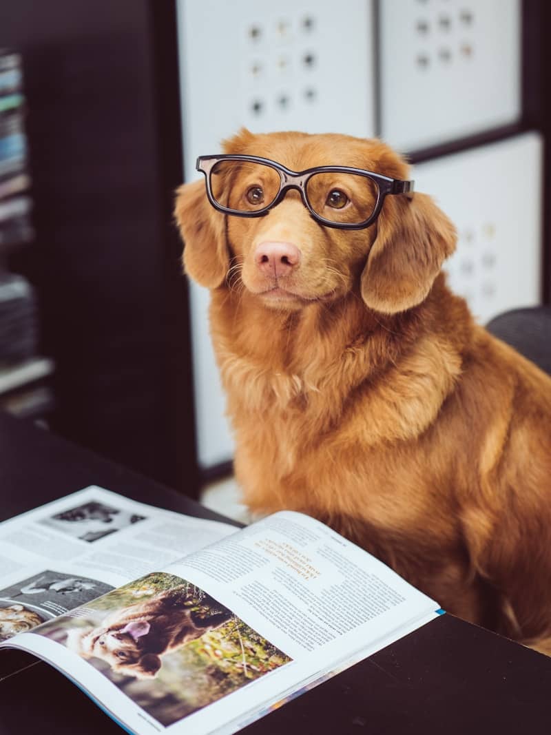 dog sitting in front of book wearing glasses
